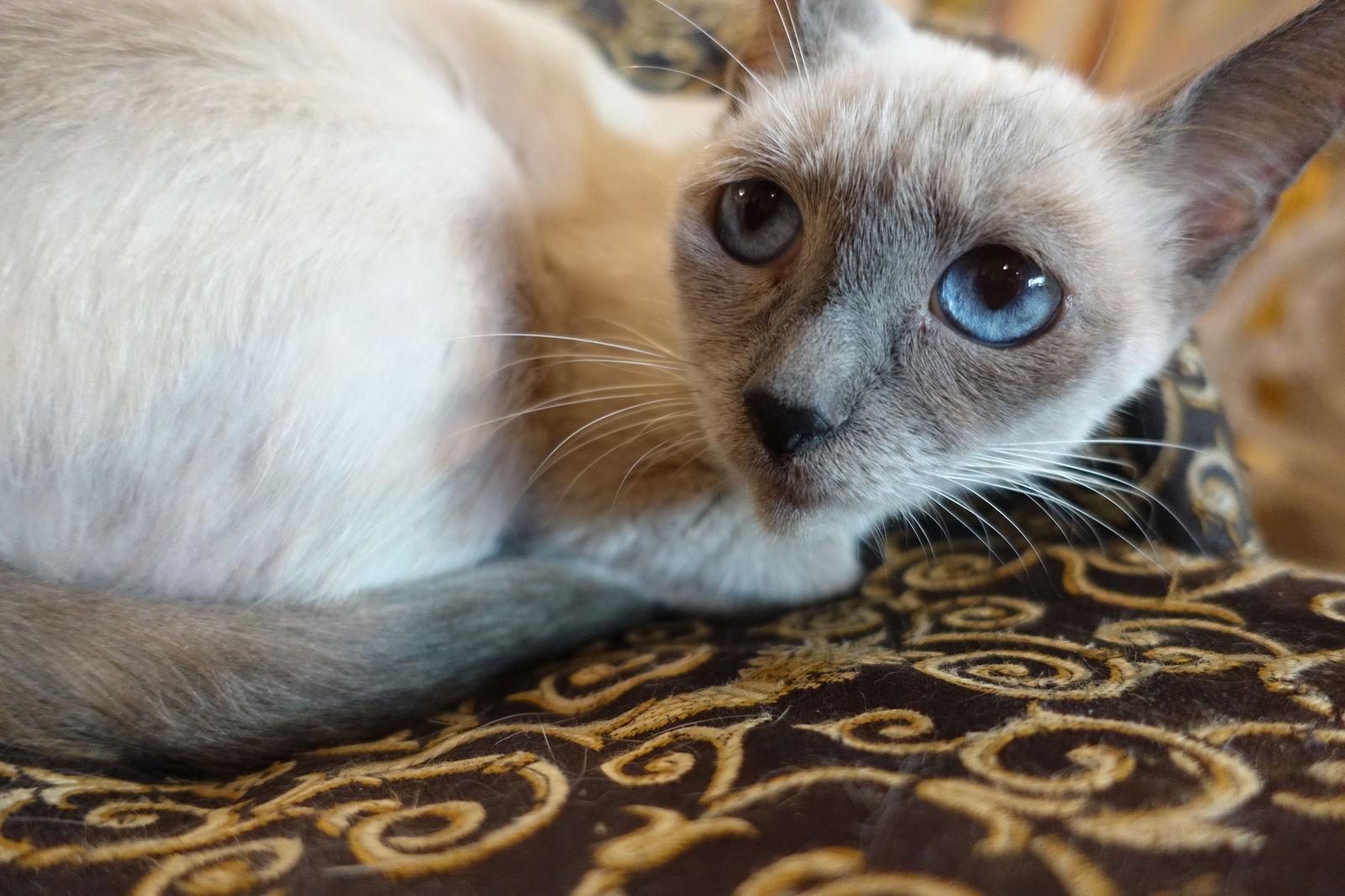 Saturn - I'm a Cuddly Siamese!, a Adoptable mixed breed in Newport Beach, CA image 2/3