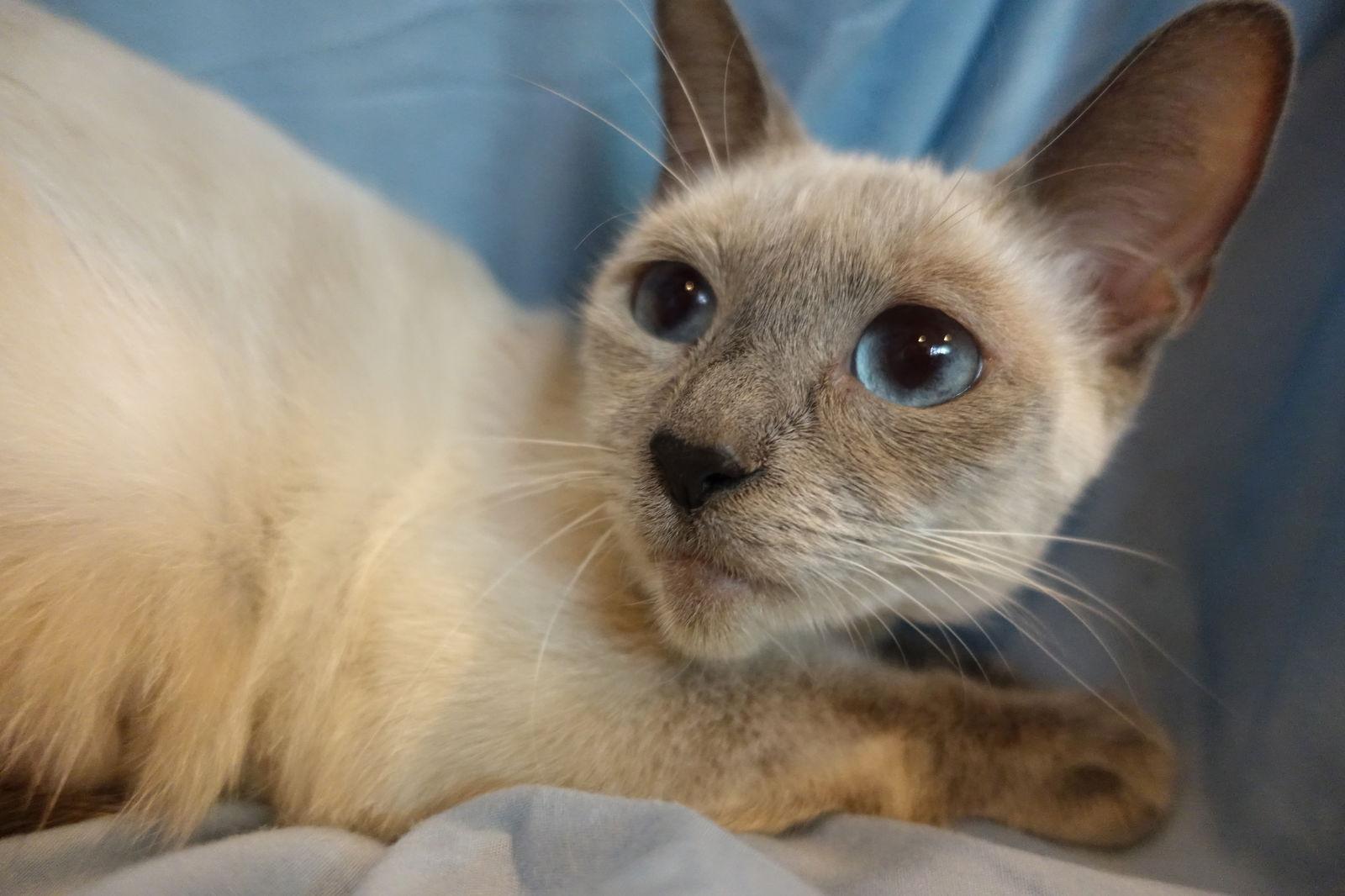 Saturn - I'm a Cuddly Siamese! — thumbnail 3