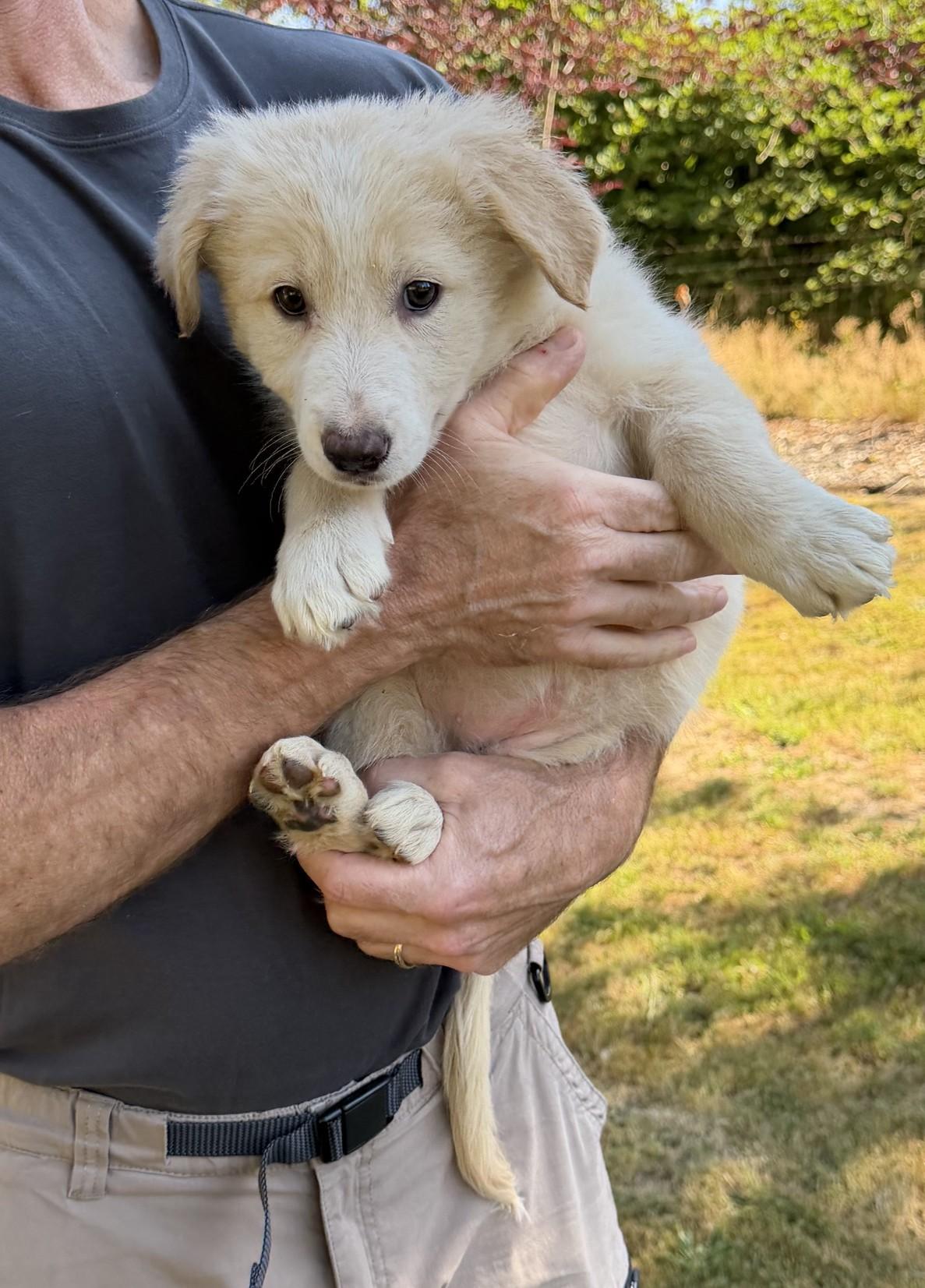 Enlarge Samantha, an adopted mixed breed in Ridgefield, WA image 2/2