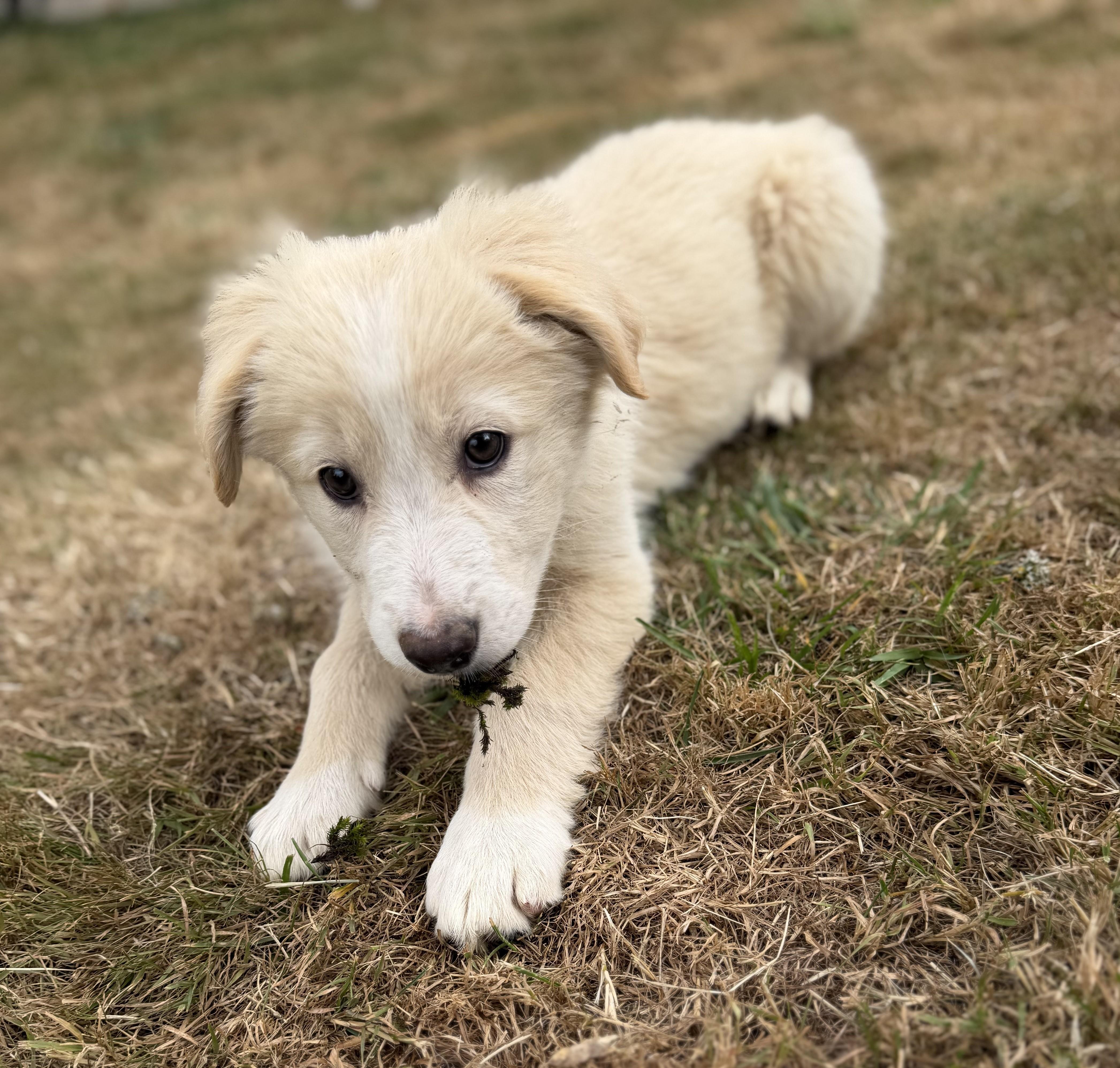 Samantha, adopted, Puppy Female Border Collie & Australian Cattle Dog / Blue Heeler.