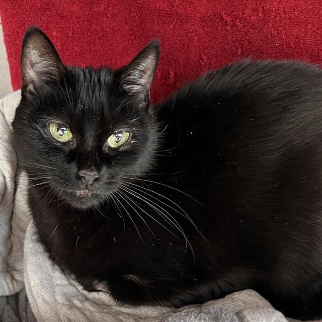 Enlarge SAMANTHA, a Adoptable Domestic Short Hair in Methuen, MA image 1/1