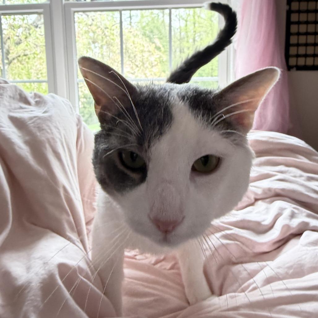 Storm - IN FOSTER, Adoptable, Adult Male Domestic Short Hair.