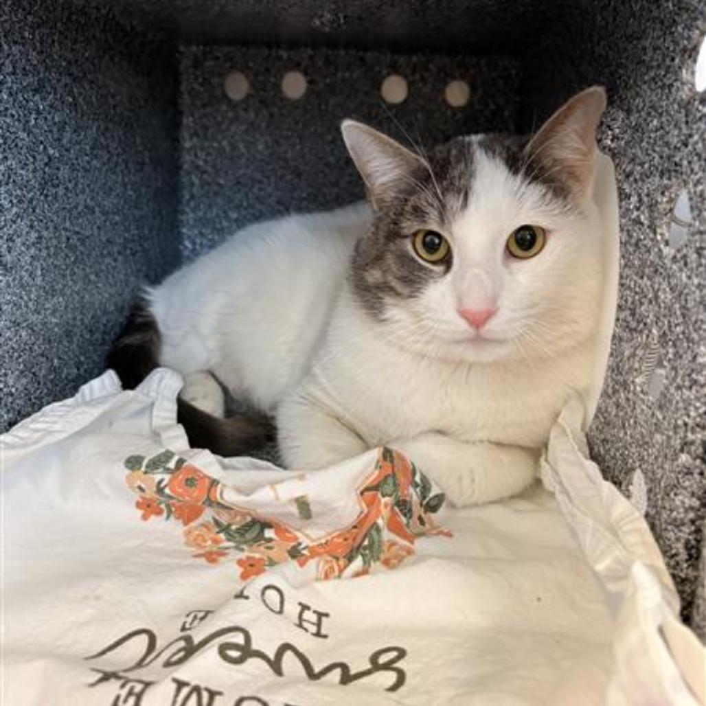 Storm - IN FOSTER, Adoptable, Adult Male Domestic Short Hair.