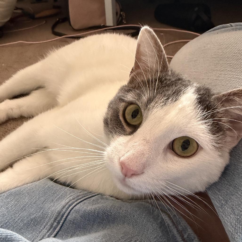 Enlarge Storm - IN FOSTER, a Adoptable Domestic Short Hair in Birdsboro, PA image 3/6
