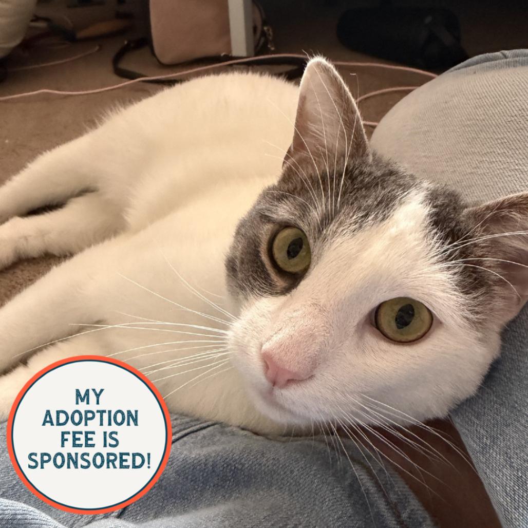Storm - IN FOSTER, a Adoptable Domestic Short Hair in Birdsboro, PA image 4/6