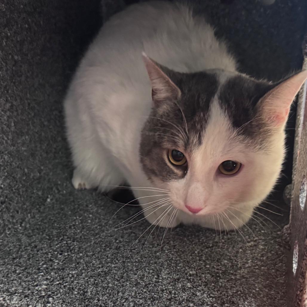 Enlarge Storm - IN FOSTER, a Adoptable Domestic Short Hair in Birdsboro, PA image 2/2