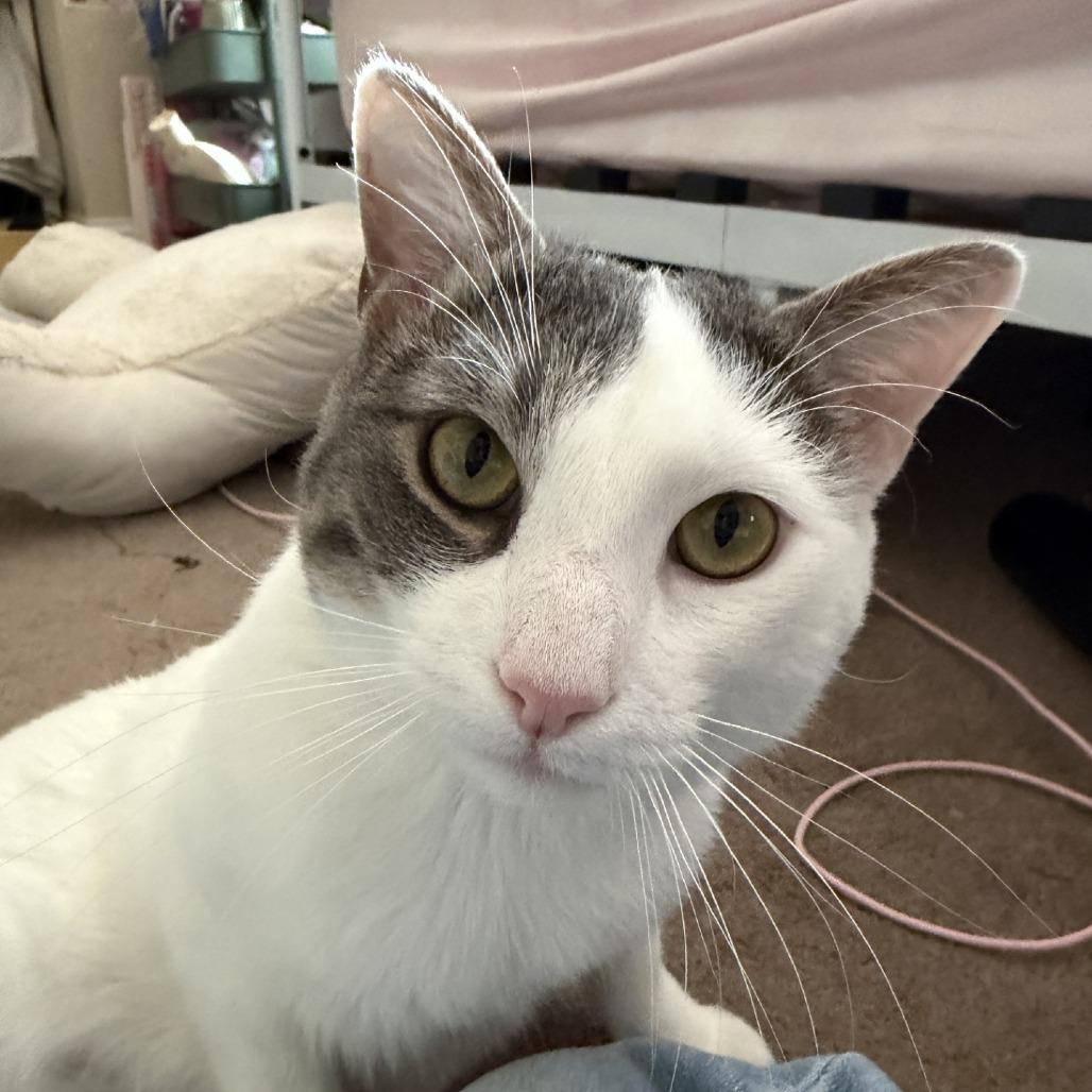 Enlarge Storm - IN FOSTER, a Adoptable Domestic Short Hair in Birdsboro, PA image 4/6