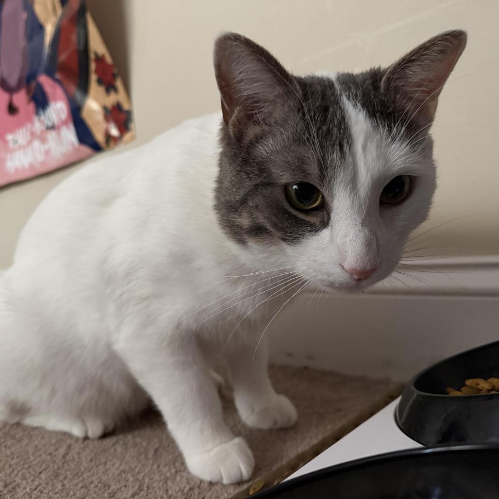 Enlarge Storm - IN FOSTER, a Adoptable Domestic Short Hair in Birdsboro, PA image 5/6