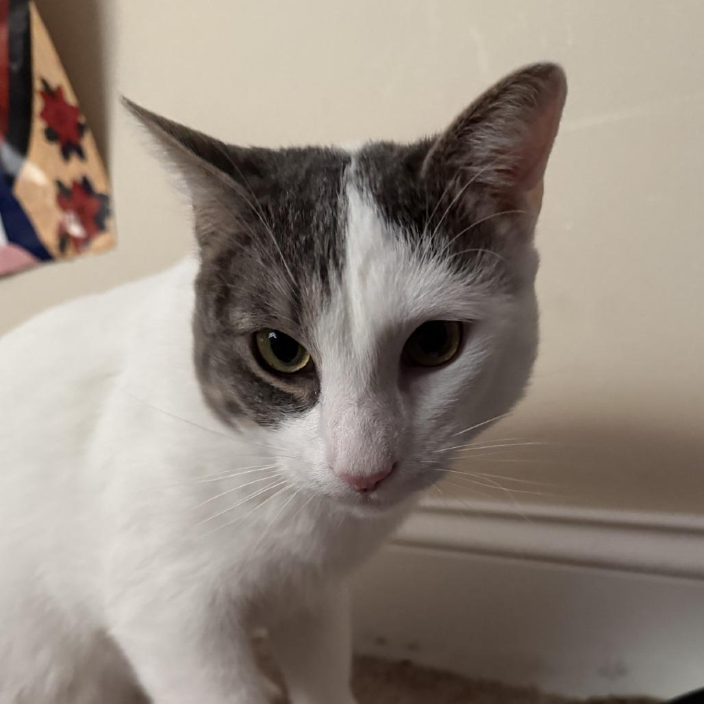 Enlarge Storm - IN FOSTER, a Adoptable Domestic Short Hair in Birdsboro, PA image 6/6