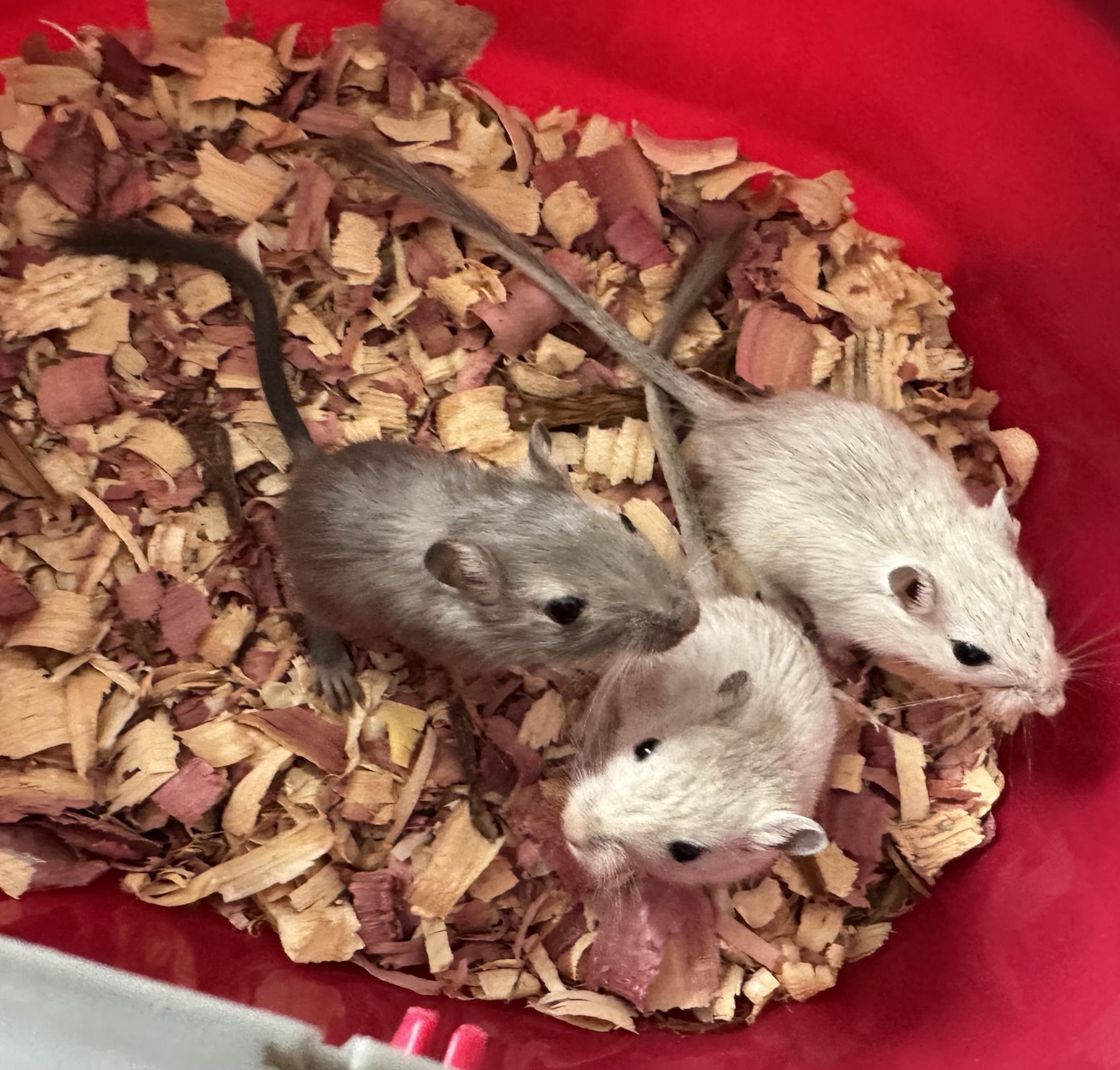 Alpha, Bravo, Charlie, a Adoptable Gerbil in ALBANY, NY image 1/6