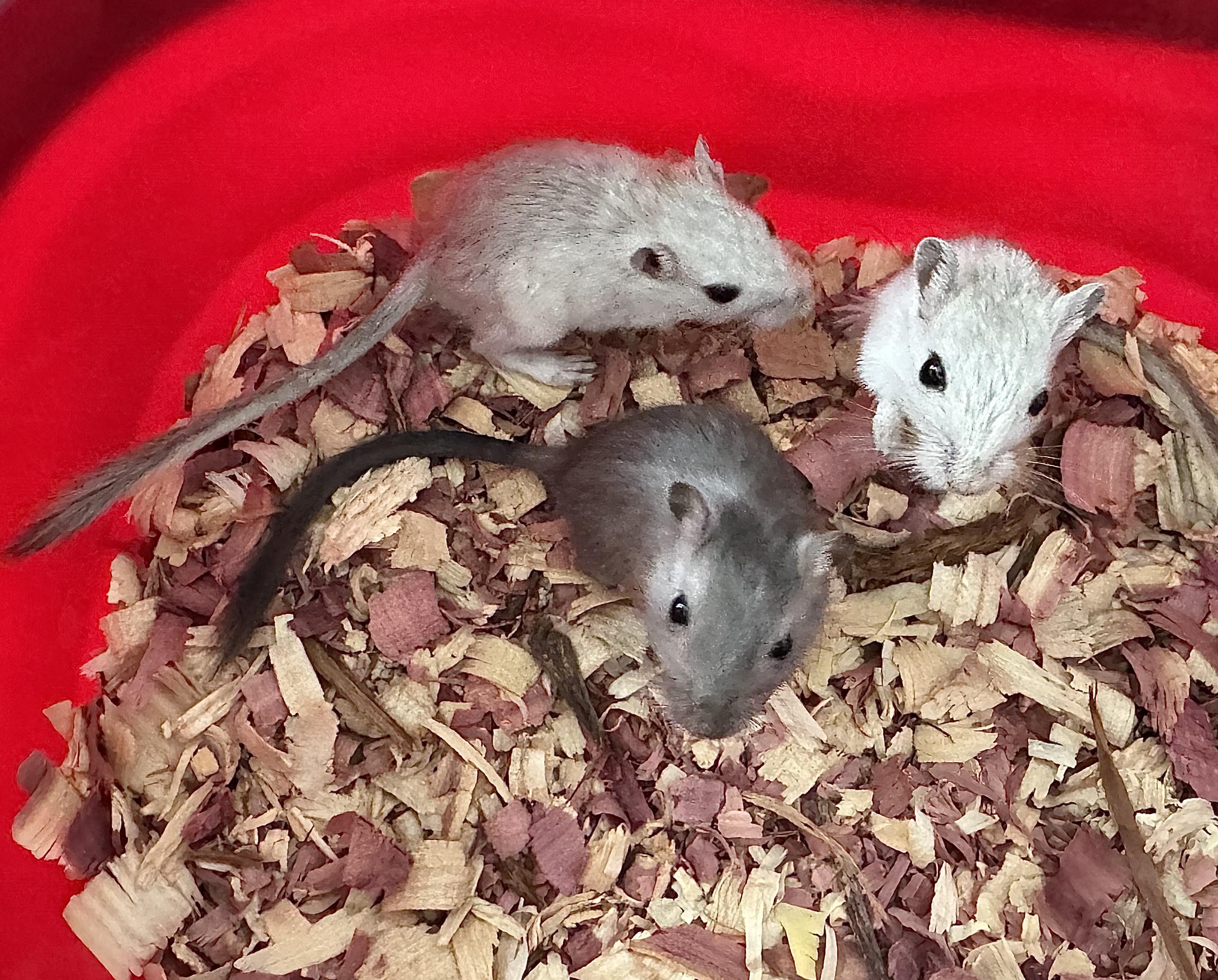 Alpha, Bravo, Charlie, a Adoptable Gerbil in ALBANY, NY image 6/6