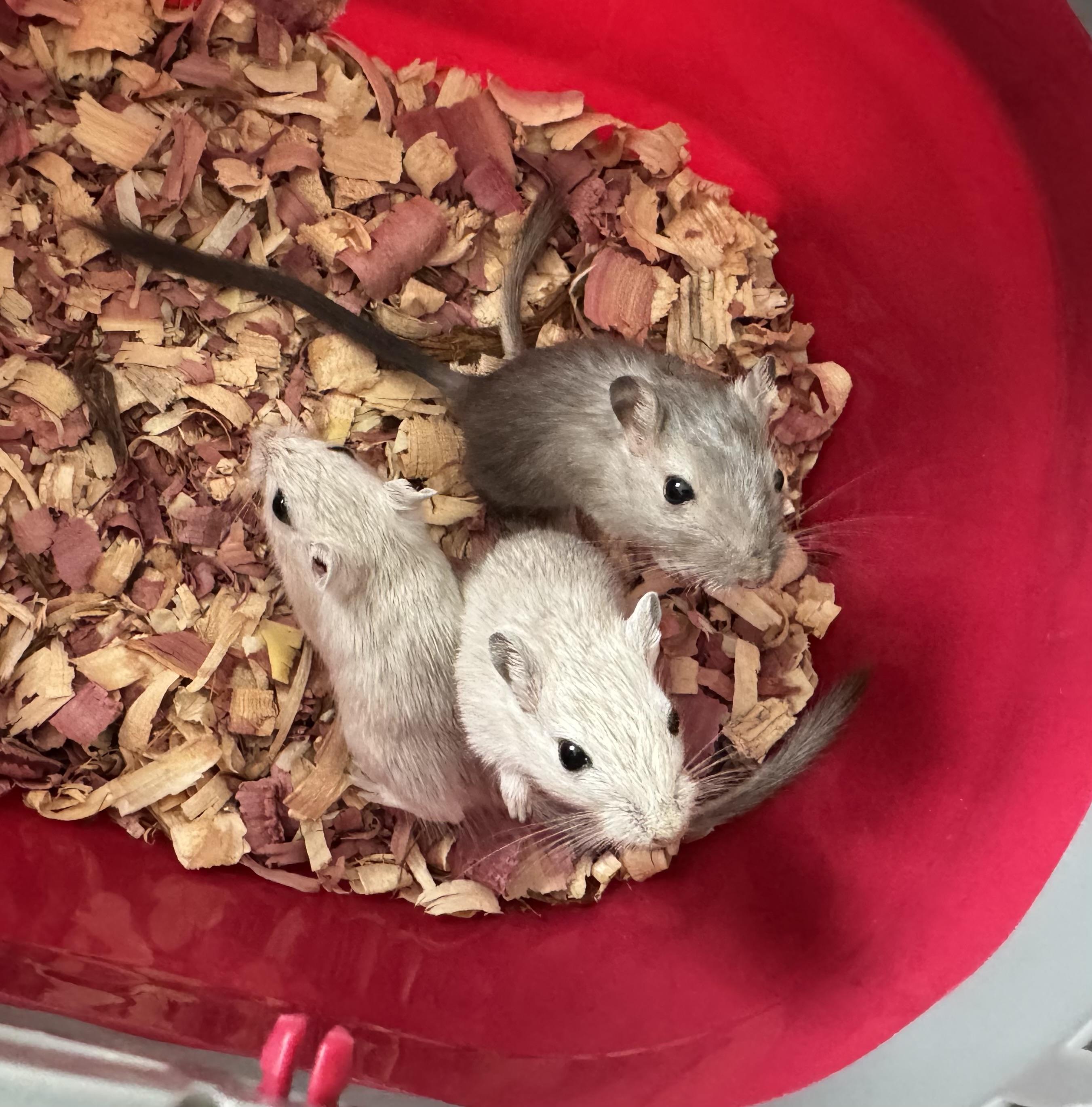 Alpha, Bravo, Charlie, a Adoptable Gerbil in ALBANY, NY image 4/6