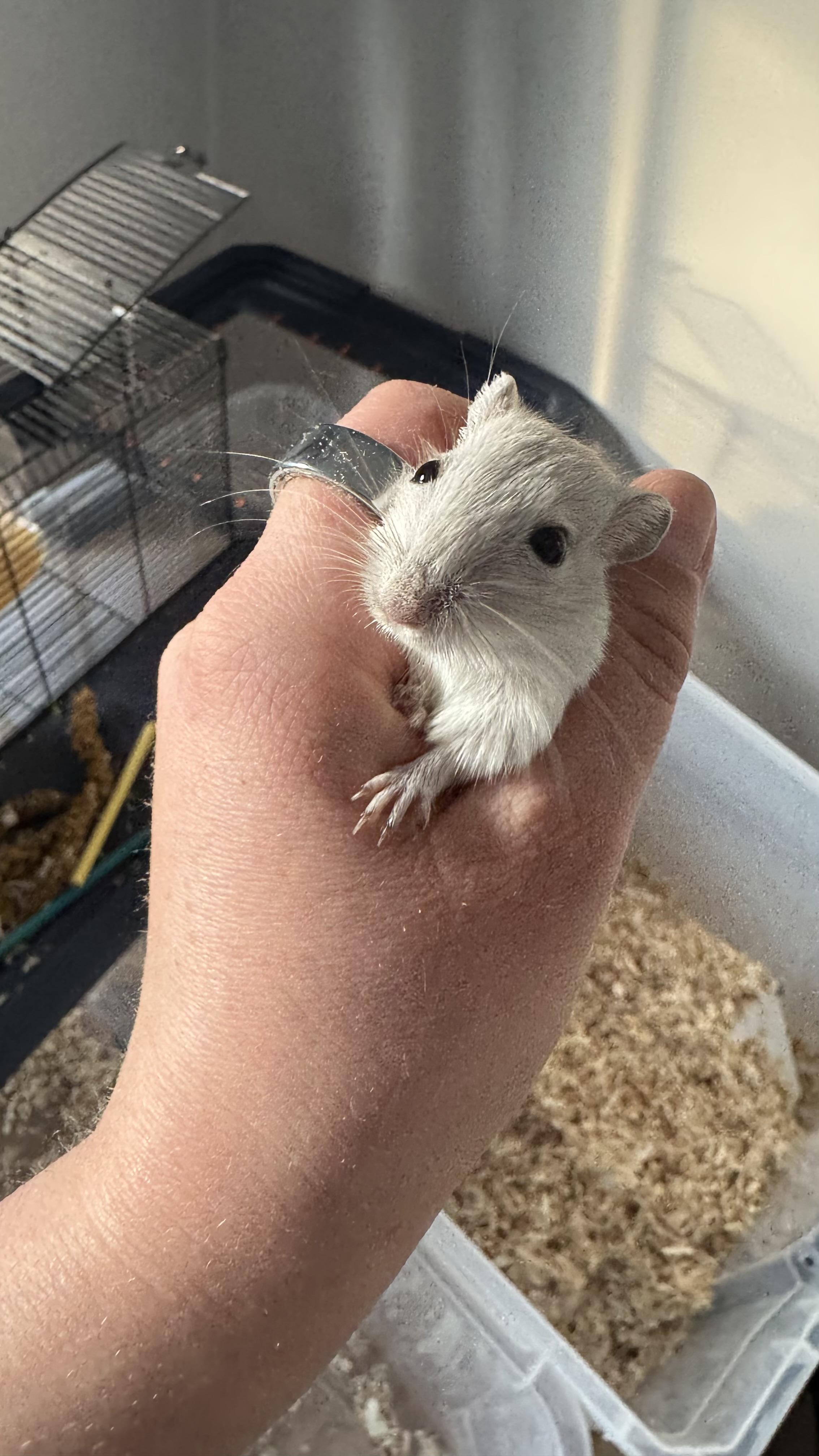 Alpha, Bravo, Charlie, a Adoptable Gerbil in ALBANY, NY image 3/6