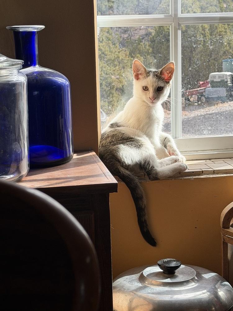 Moose, Adoptable, Kitten Male Domestic Short Hair.