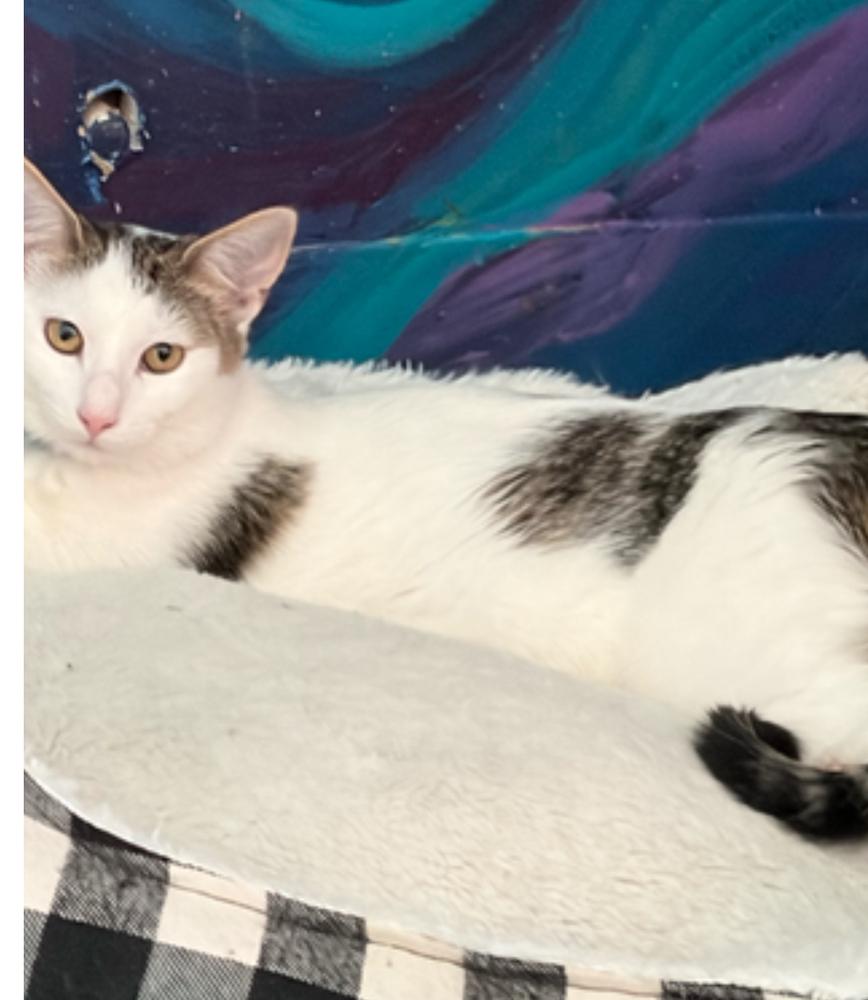 Enlarge Moose, a Adoptable mixed breed in Lafayette, CO image 2/4