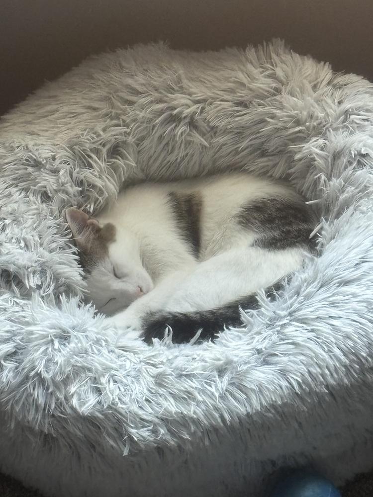 Enlarge Moose, a Adoptable mixed breed in Lafayette, CO image 3/4