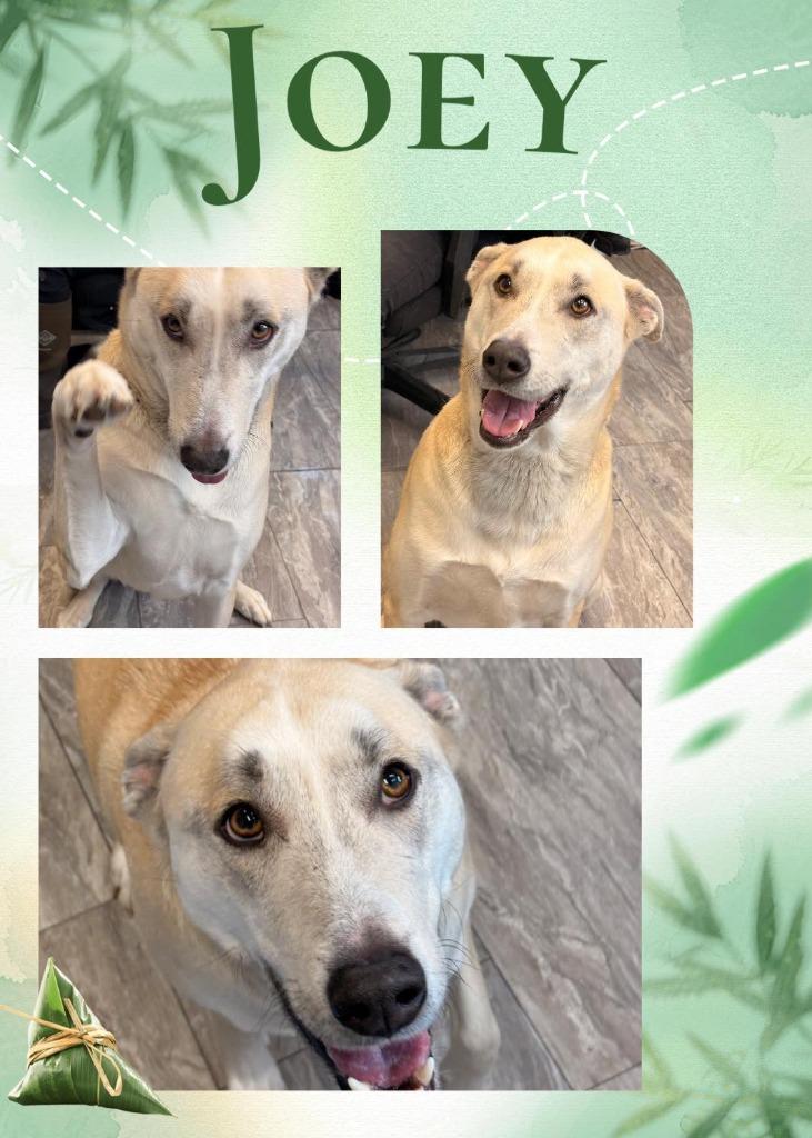 Enlarge Joey, a Adoptable mixed breed in Rensselaer, IN image 1/1