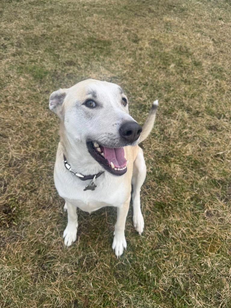 Joey, Adoptable, Adult Male Labrador Retriever & Husky.