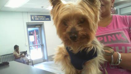 Enlarge FENDI, a Adoptable Yorkshire Terrier in Charlotte, NC image 1/1