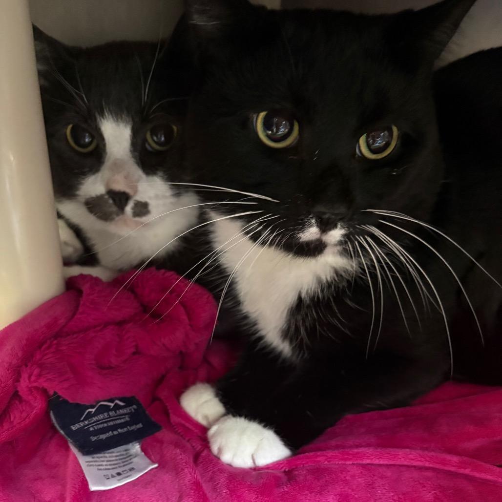 Enlarge Mochi, a Adoptable Domestic Short Hair in Brockton, MA image 1/1