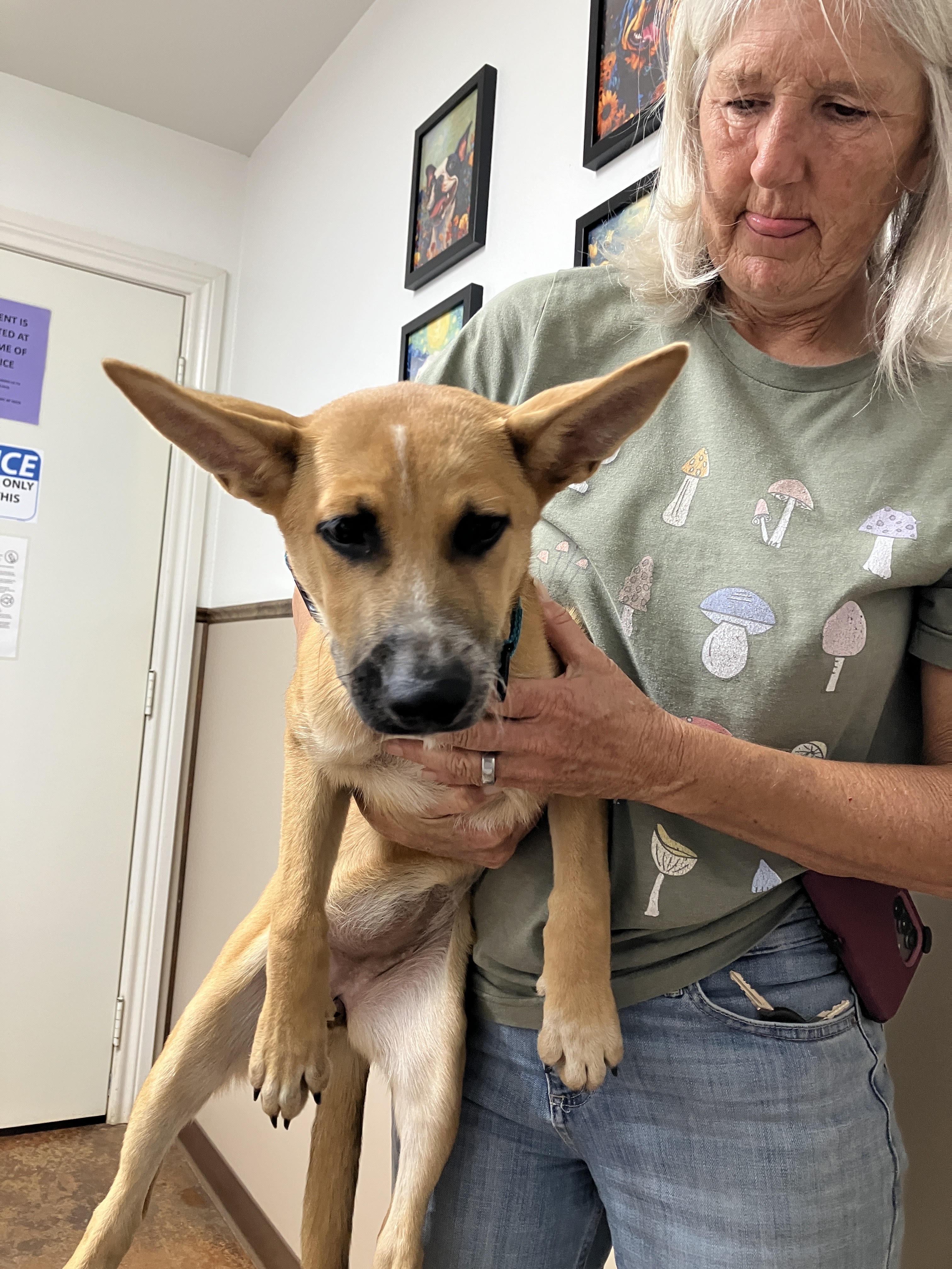 Enlarge DARLA-Darling Dog, a Adoptable mixed breed in Waco, TX image 5/6