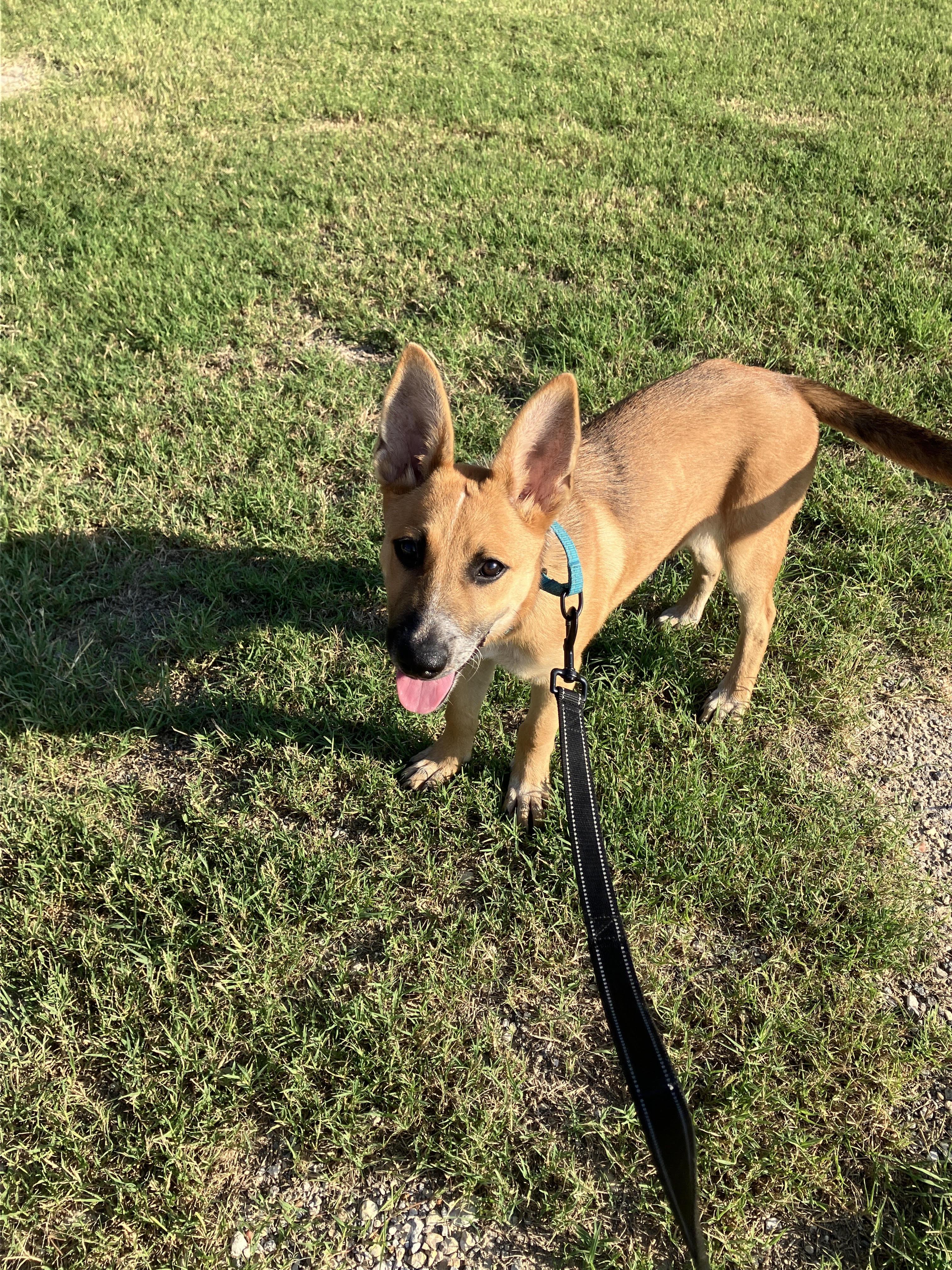 Enlarge DARLA-Darling Dog, a Adoptable mixed breed in Waco, TX image 2/6