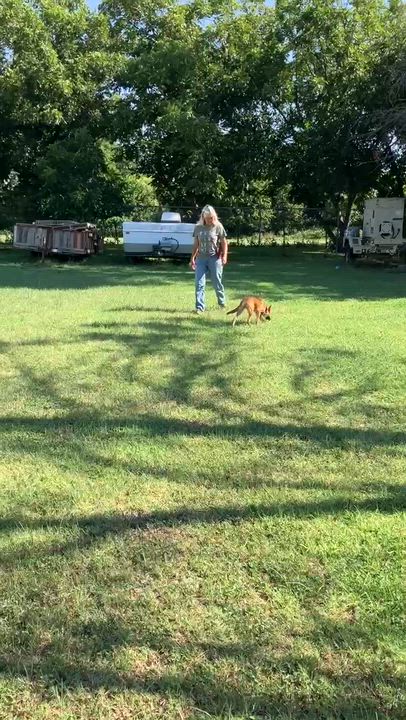 Enlarge DARLA-Darling Dog, a Adoptable mixed breed in Waco, TX video 6/6