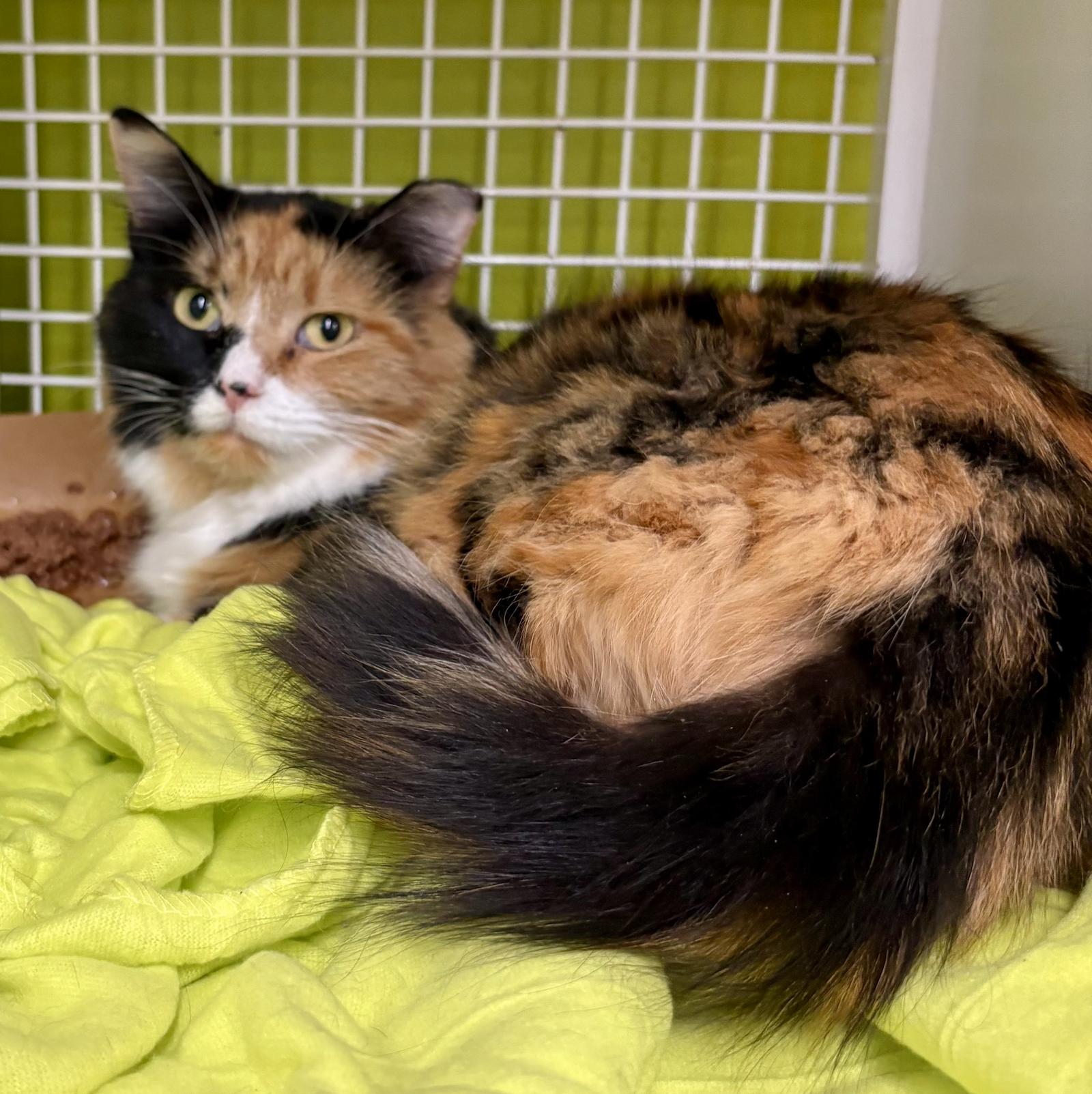 Madame Morrible, Adoptable, Adult Female Domestic Medium Hair.