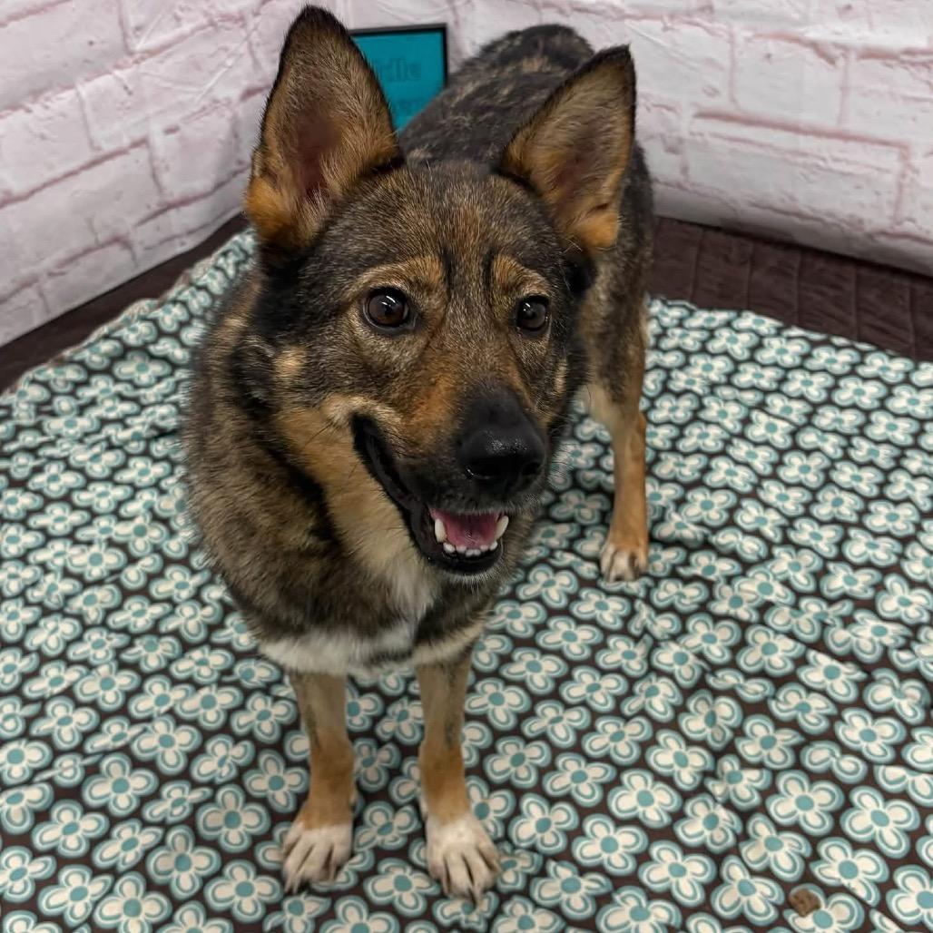 Bella, Adoptable, Adult Female Norwegian Elkhound & Mixed Breed.