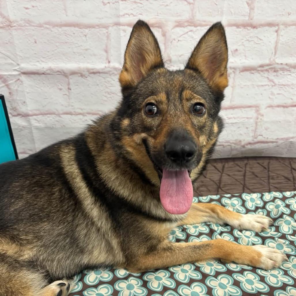 Enlarge Bella, a Adoptable mixed breed in Metamora, MI image 2/6