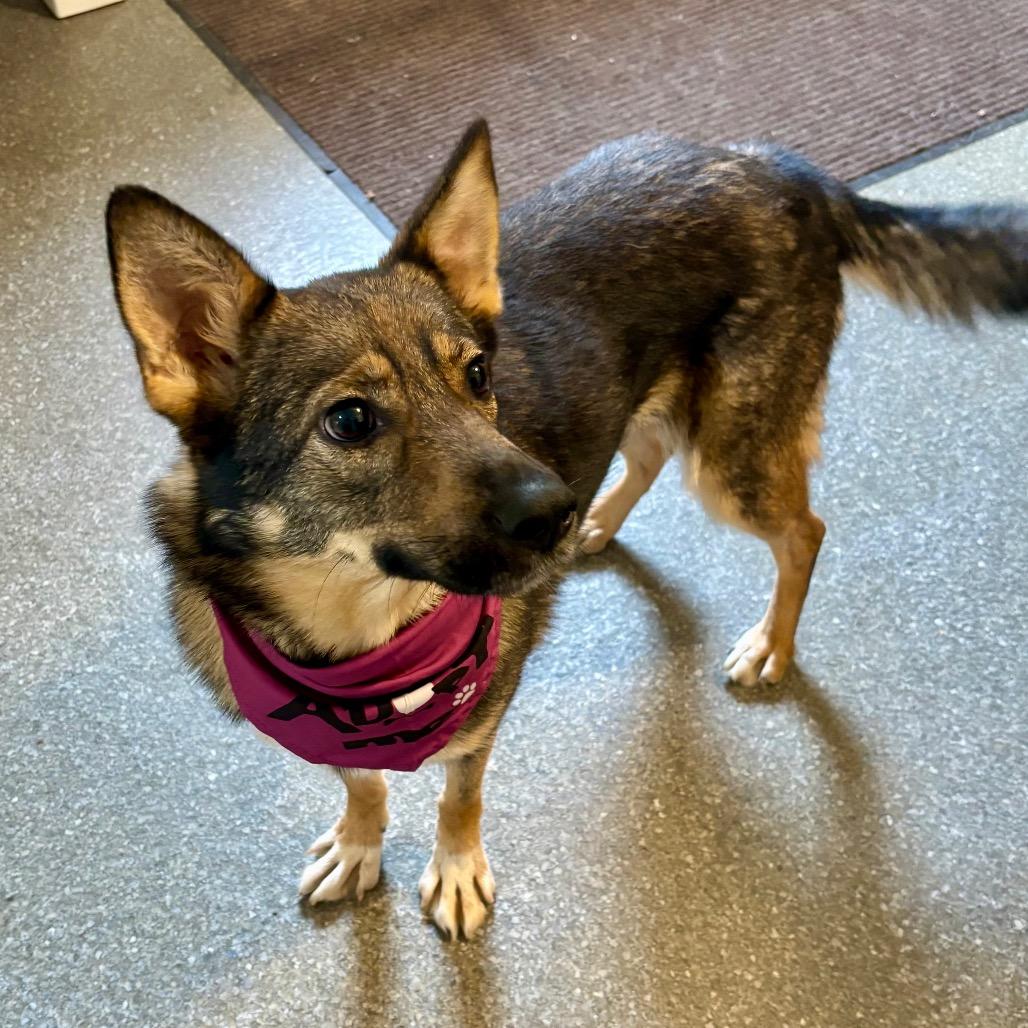 Enlarge Bella, a Adoptable mixed breed in Metamora, MI image 3/6