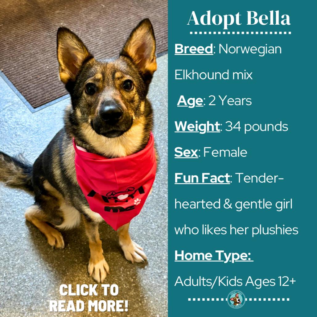 Enlarge Bella, a Adoptable mixed breed in Metamora, MI image 4/6