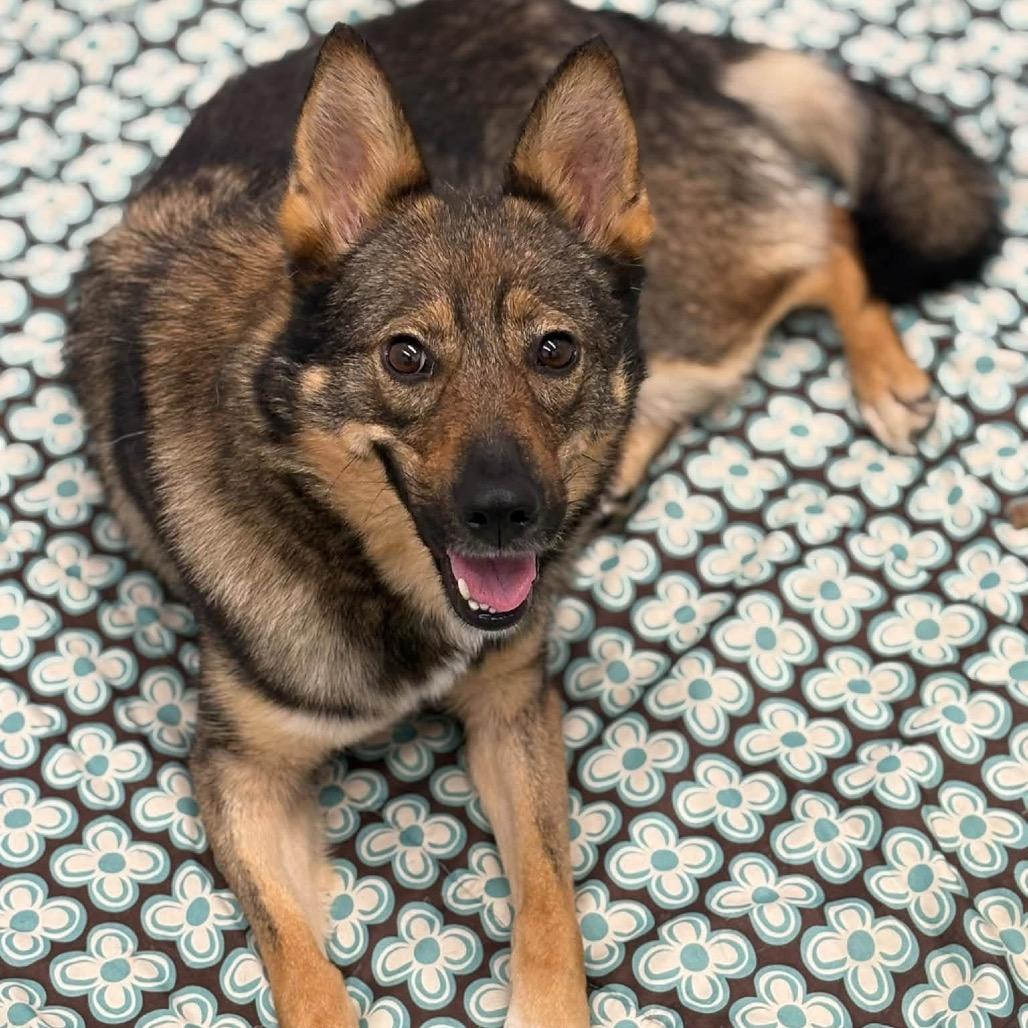 Enlarge Bella, a Adoptable mixed breed in Metamora, MI image 5/6