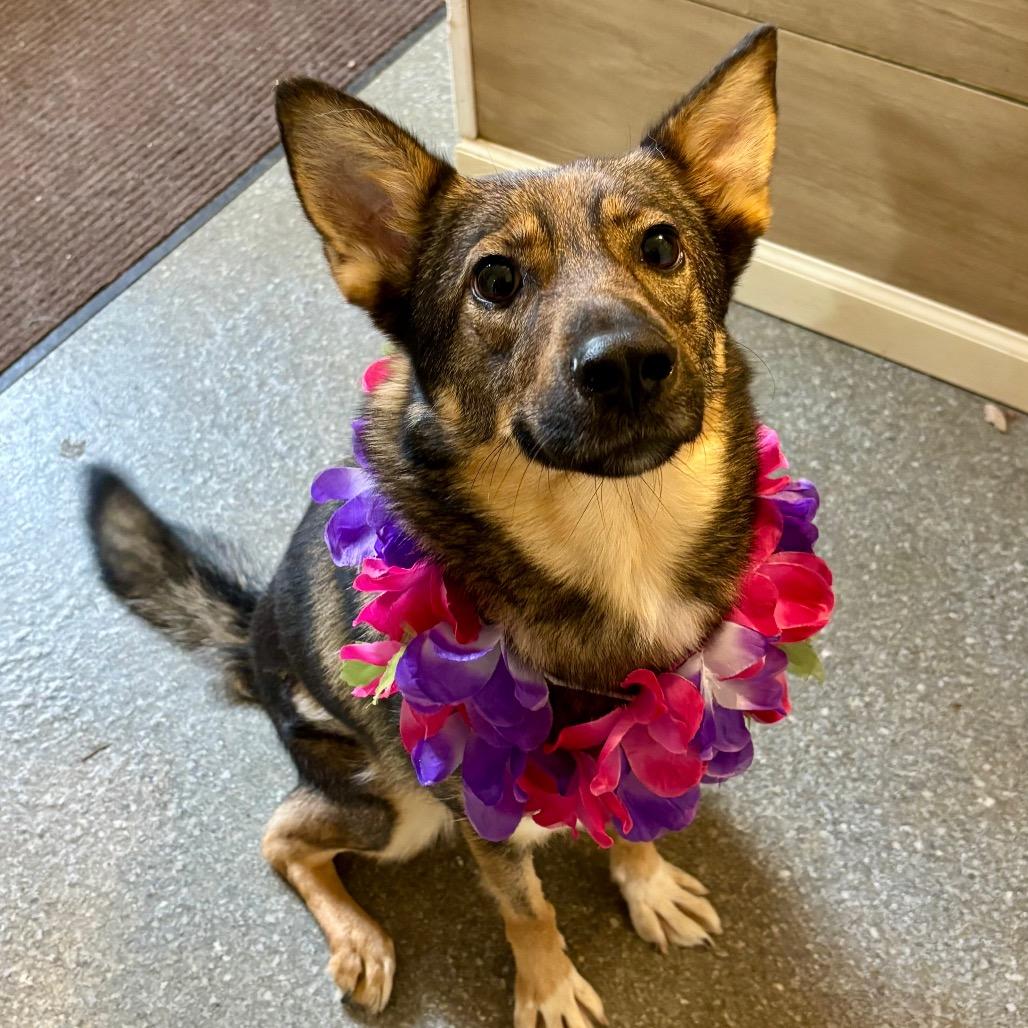 Enlarge Bella, a Adoptable mixed breed in Metamora, MI image 6/6