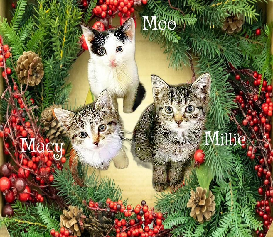 Moo *kitten*, Adoptable, Kitten Male Domestic Short Hair.