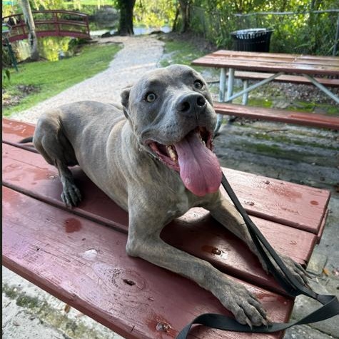 Enlarge Tiger, a Adoptable mixed breed in St. Petersburg, FL image 6/6