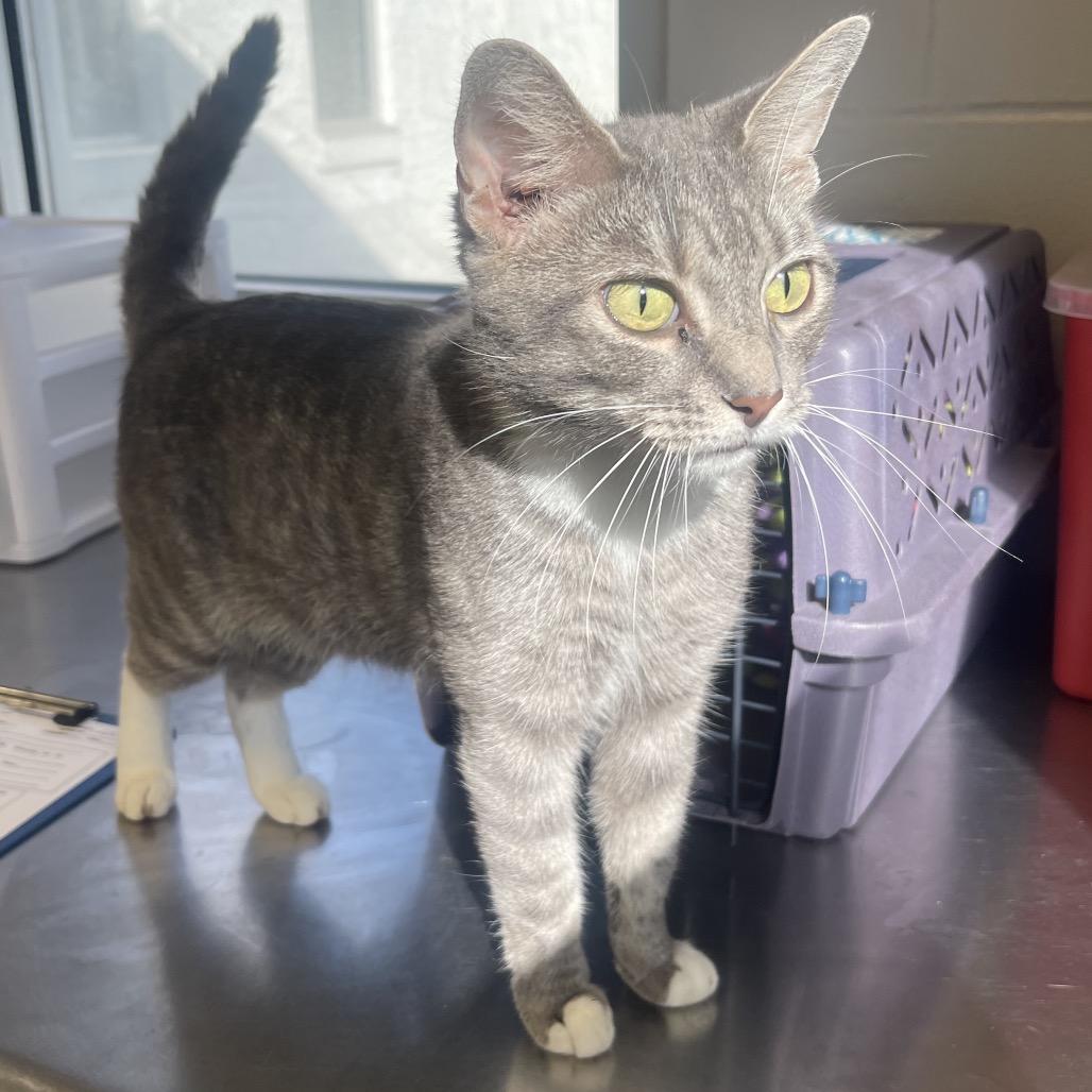 Enlarge Arabella, a Adoptable Domestic Short Hair in Tuscaloosa, AL image 1/1