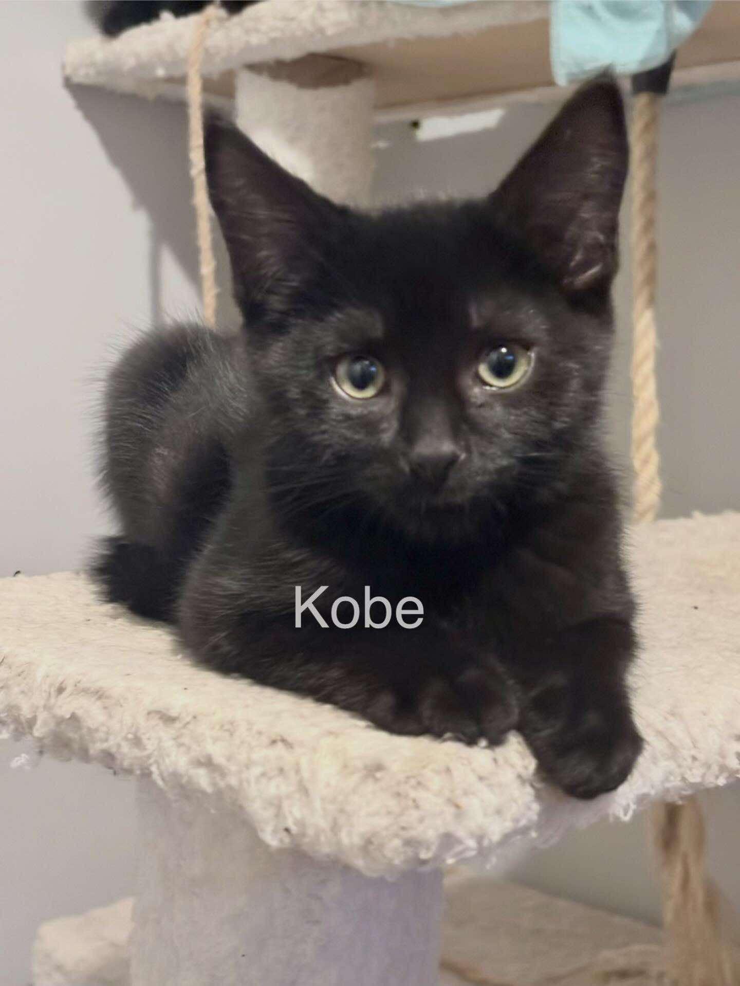 Kobe, ADOPTABLE, Young Male Domestic Short Hair.