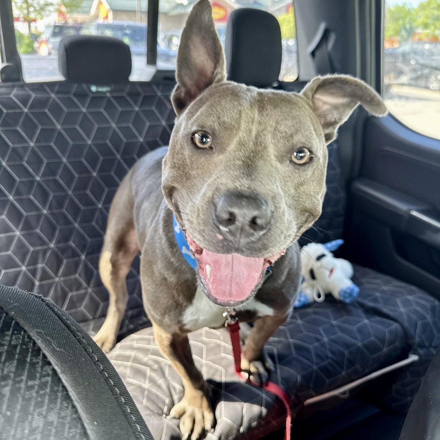 Tater, Young Male American Staffordshire Terrier