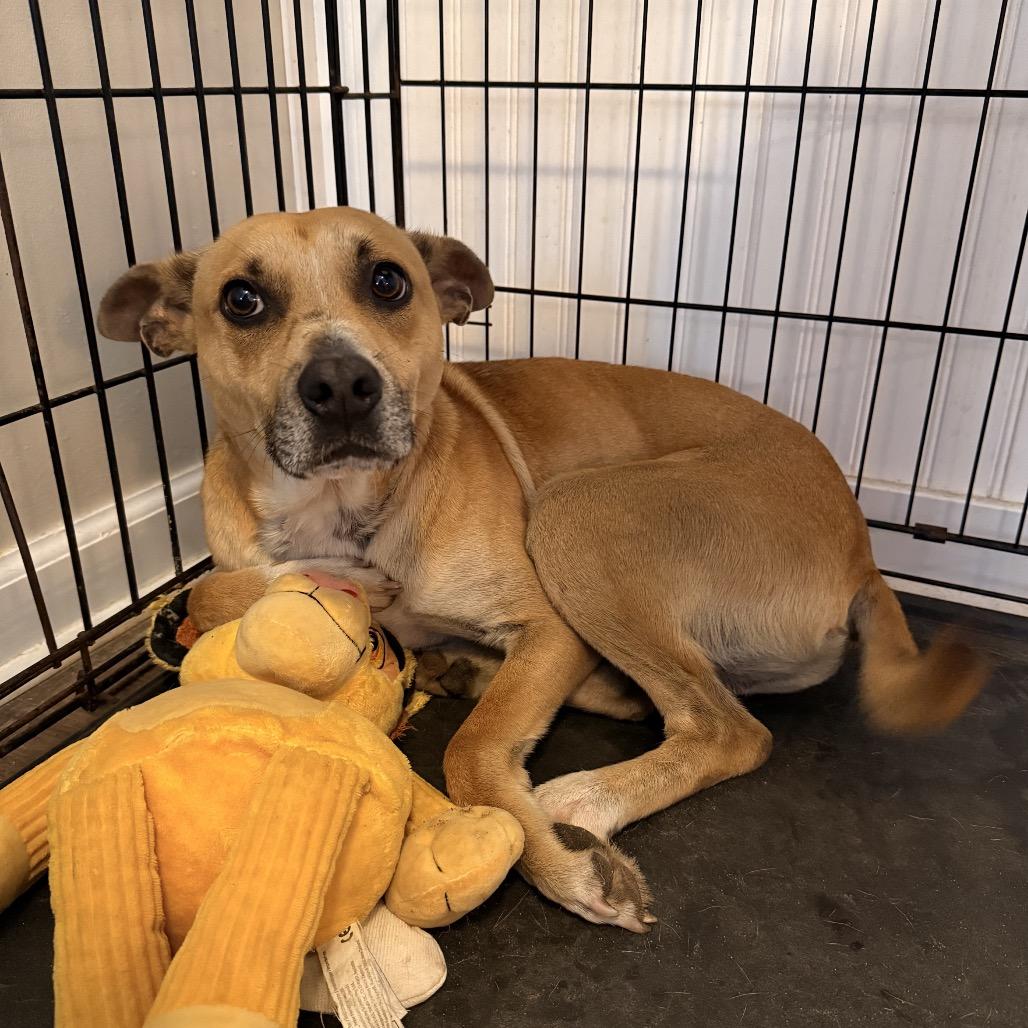 Enlarge Goose, a Adoptable mixed breed in Aberdeen, NC image 1/6