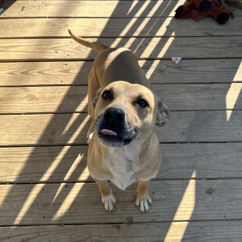 Enlarge Goose, a Adoptable mixed breed in Aberdeen, NC image 2/6