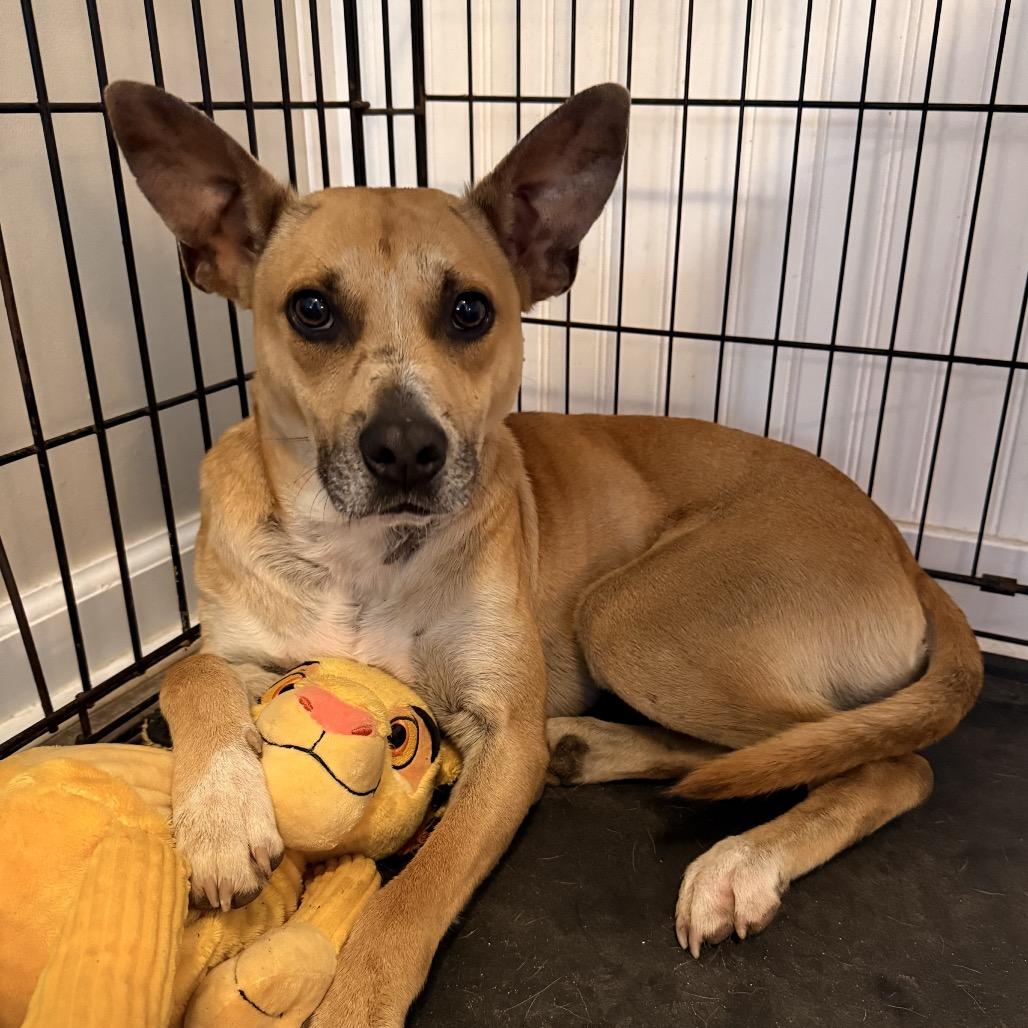 Enlarge Goose, a Adoptable mixed breed in Aberdeen, NC image 3/6