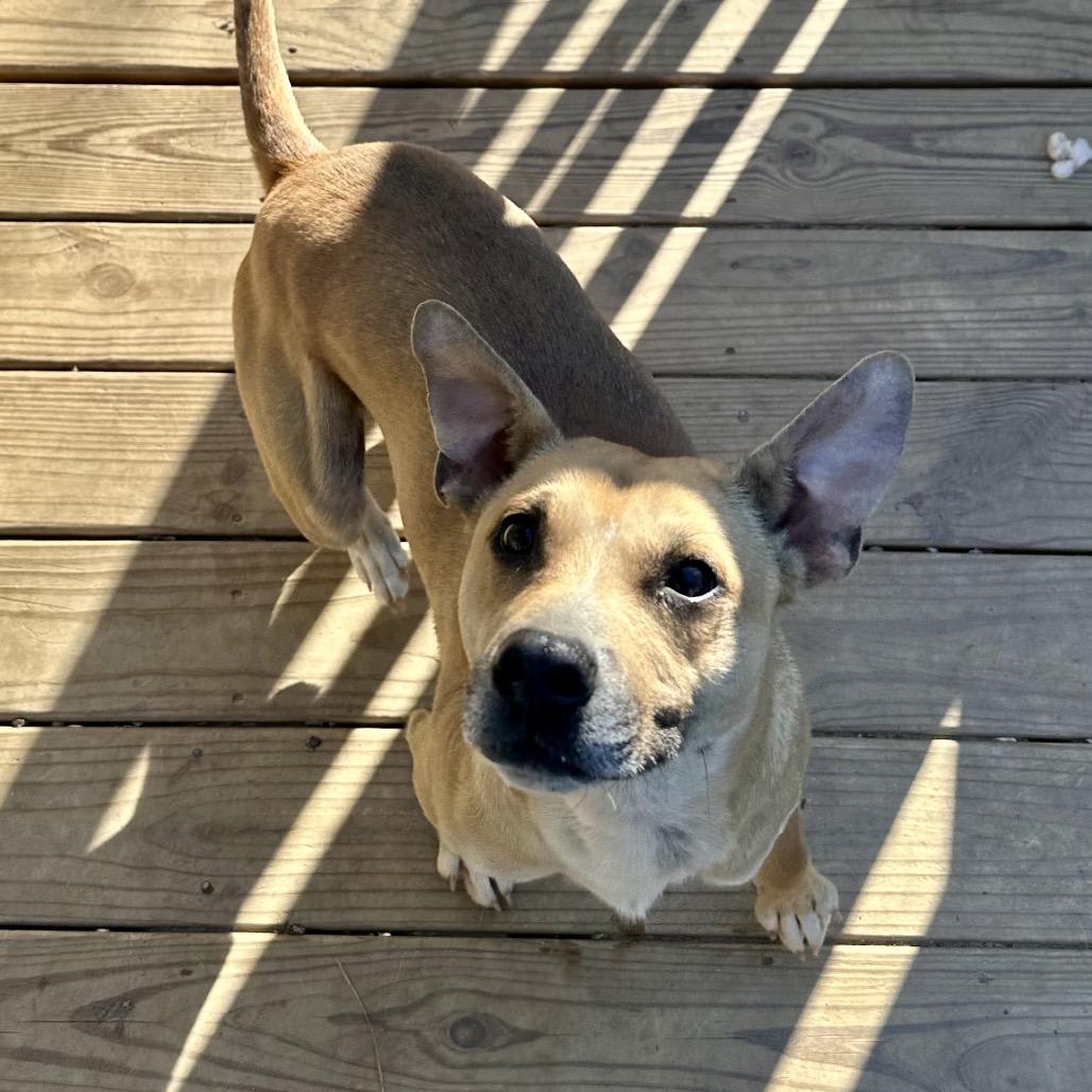 Enlarge Goose, a Adoptable mixed breed in Aberdeen, NC image 4/6