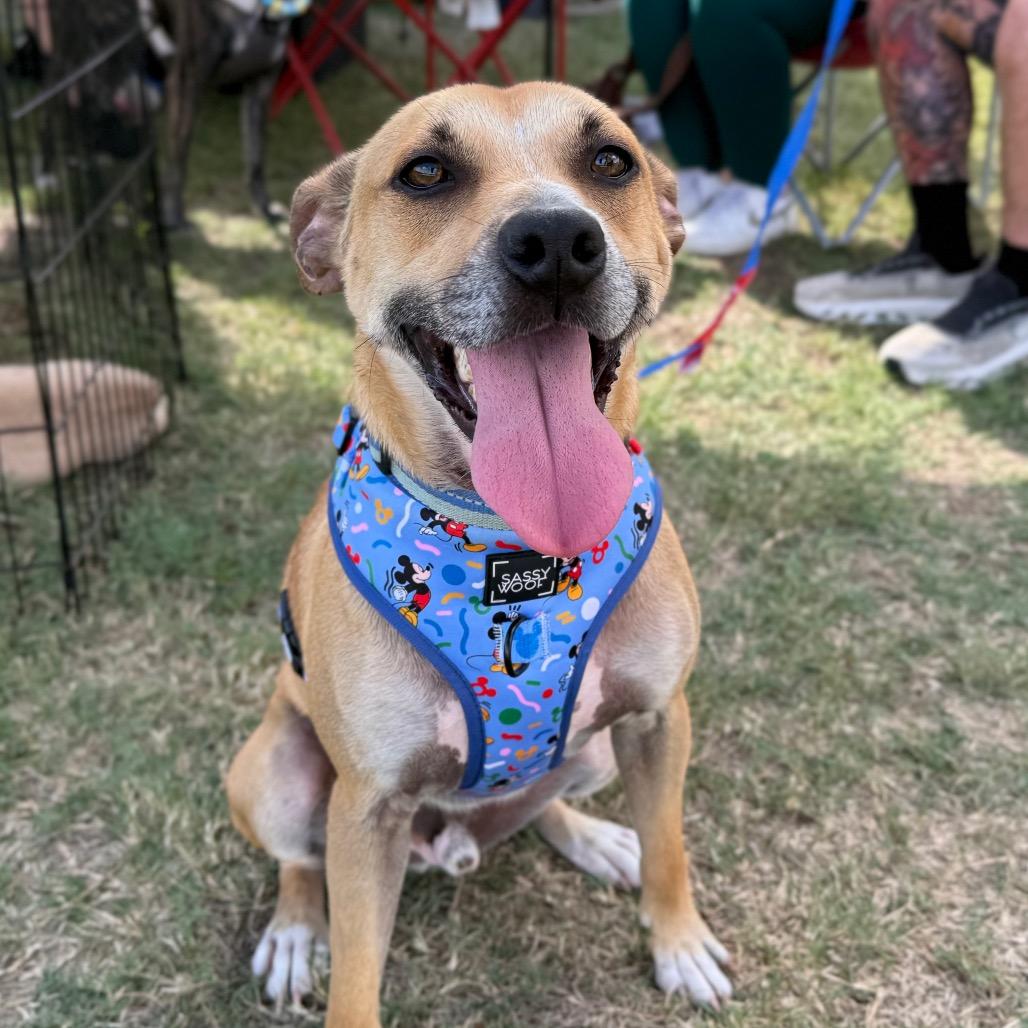 Enlarge Goose, a Adoptable mixed breed in Aberdeen, NC image 5/6