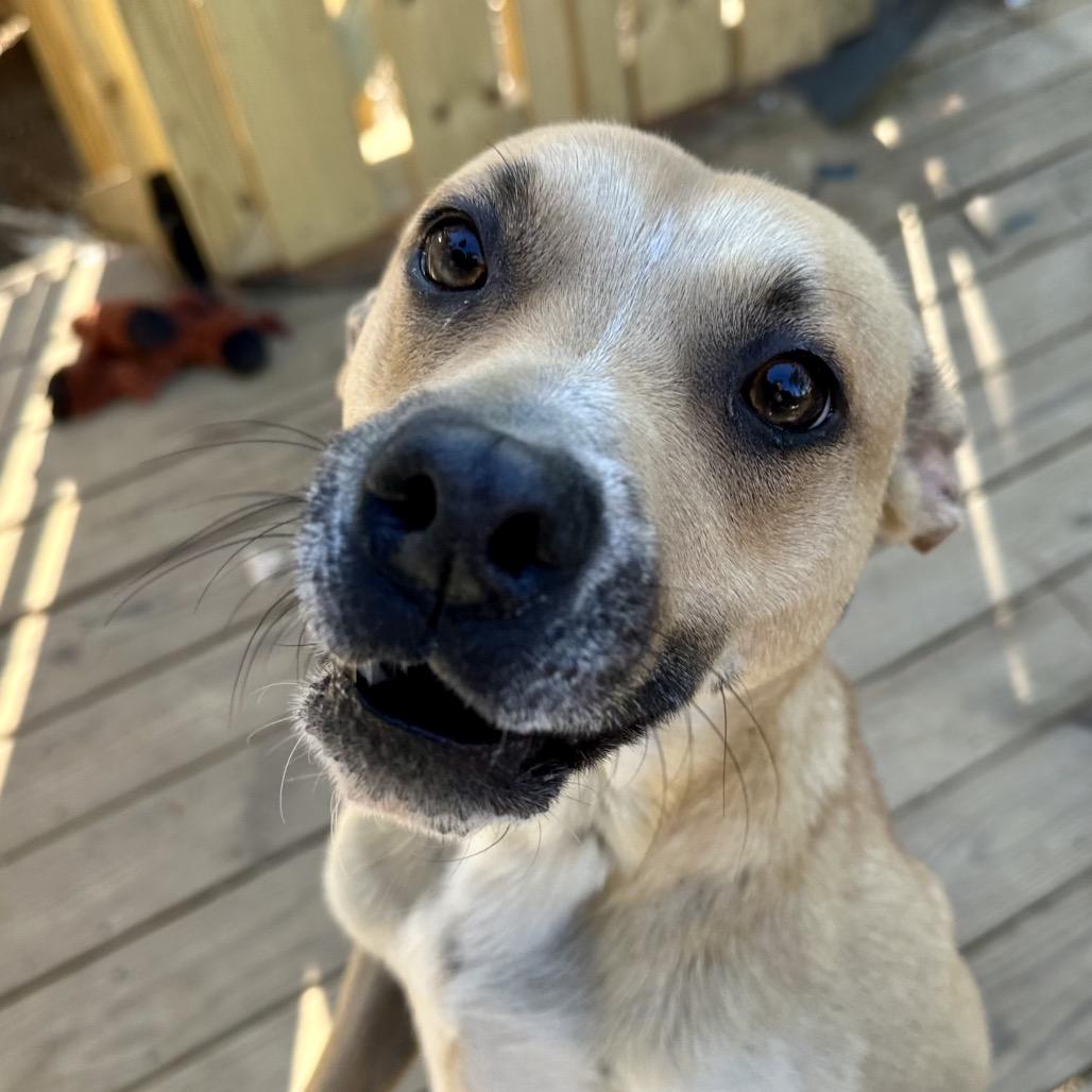 Enlarge Goose, a Adoptable mixed breed in Aberdeen, NC image 6/6