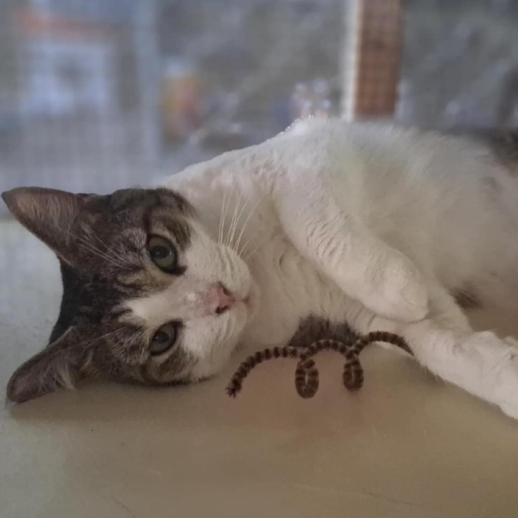 MiKayla, Adoptable, Adult Female Domestic Short Hair.