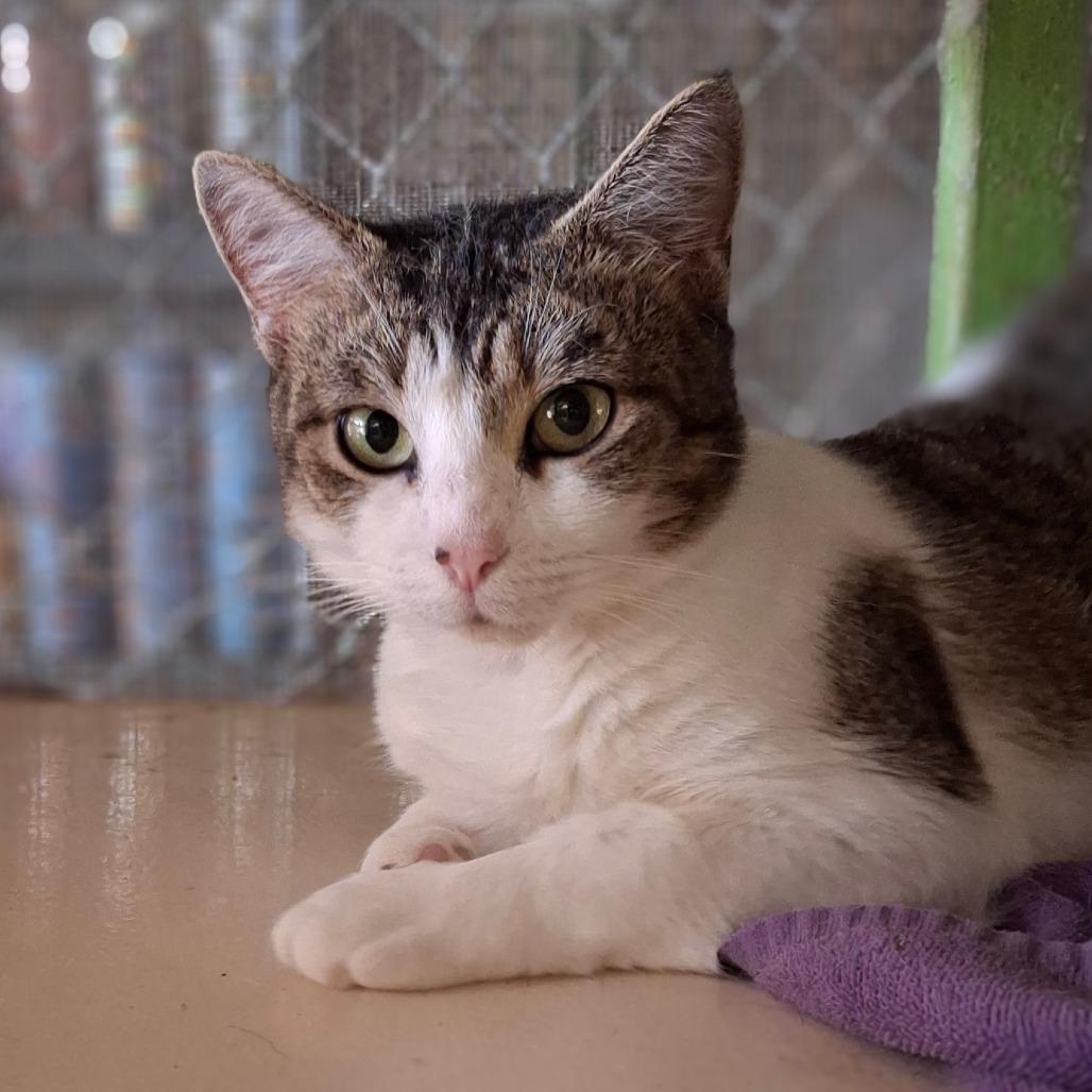 Enlarge MiKayla, a Adoptable Domestic Short Hair in Titusville, FL image 3/4