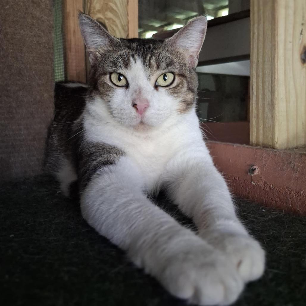 Enlarge MiKayla, a Adoptable Domestic Short Hair in Titusville, FL image 4/4