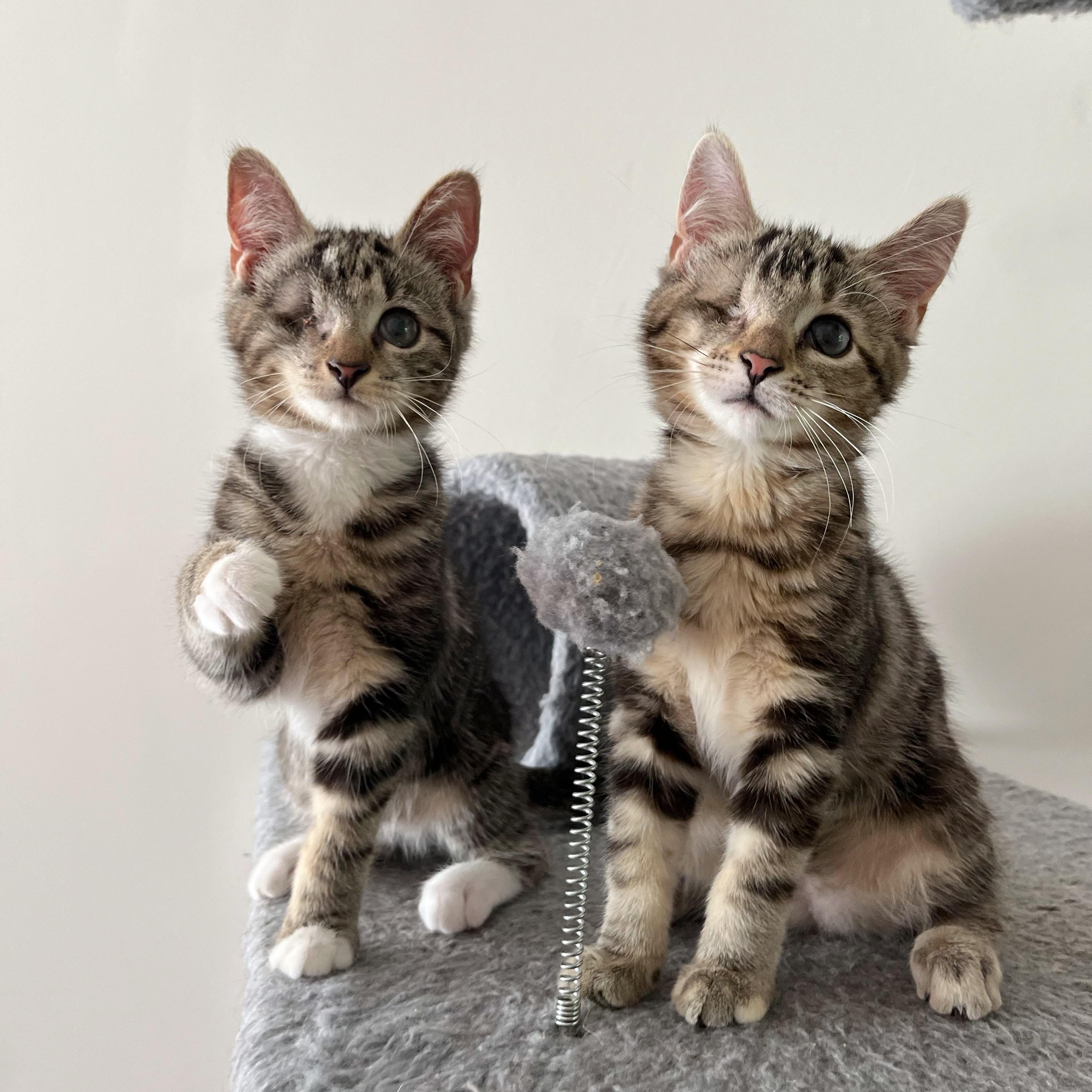 Enlarge Ollie & Ophelia (Bonded Pair), a ADOPTABLE Domestic Short Hair in Alexandria, VA image 1/6