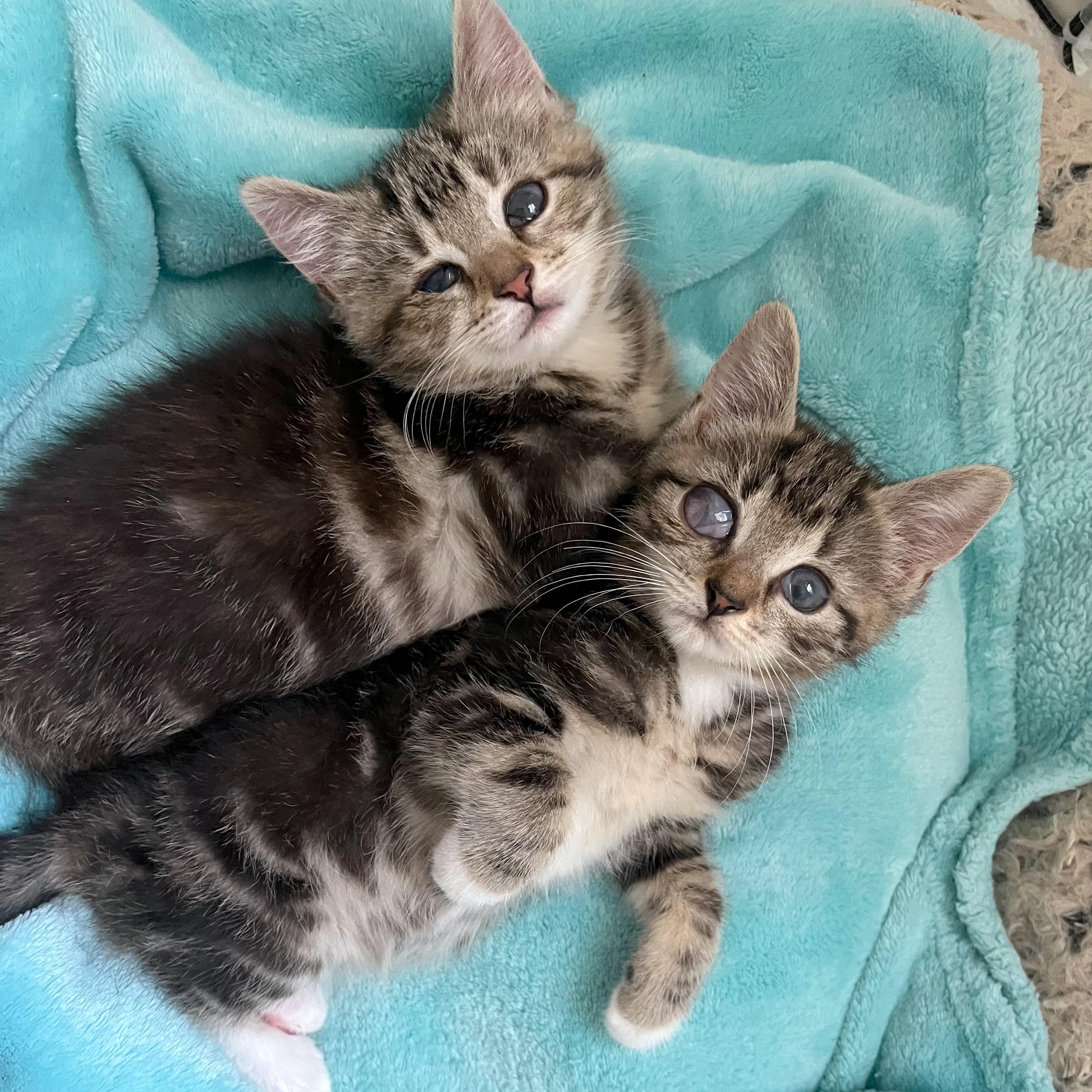 Enlarge Ollie & Ophelia (Bonded Pair), a ADOPTABLE Domestic Short Hair in Alexandria, VA image 5/6